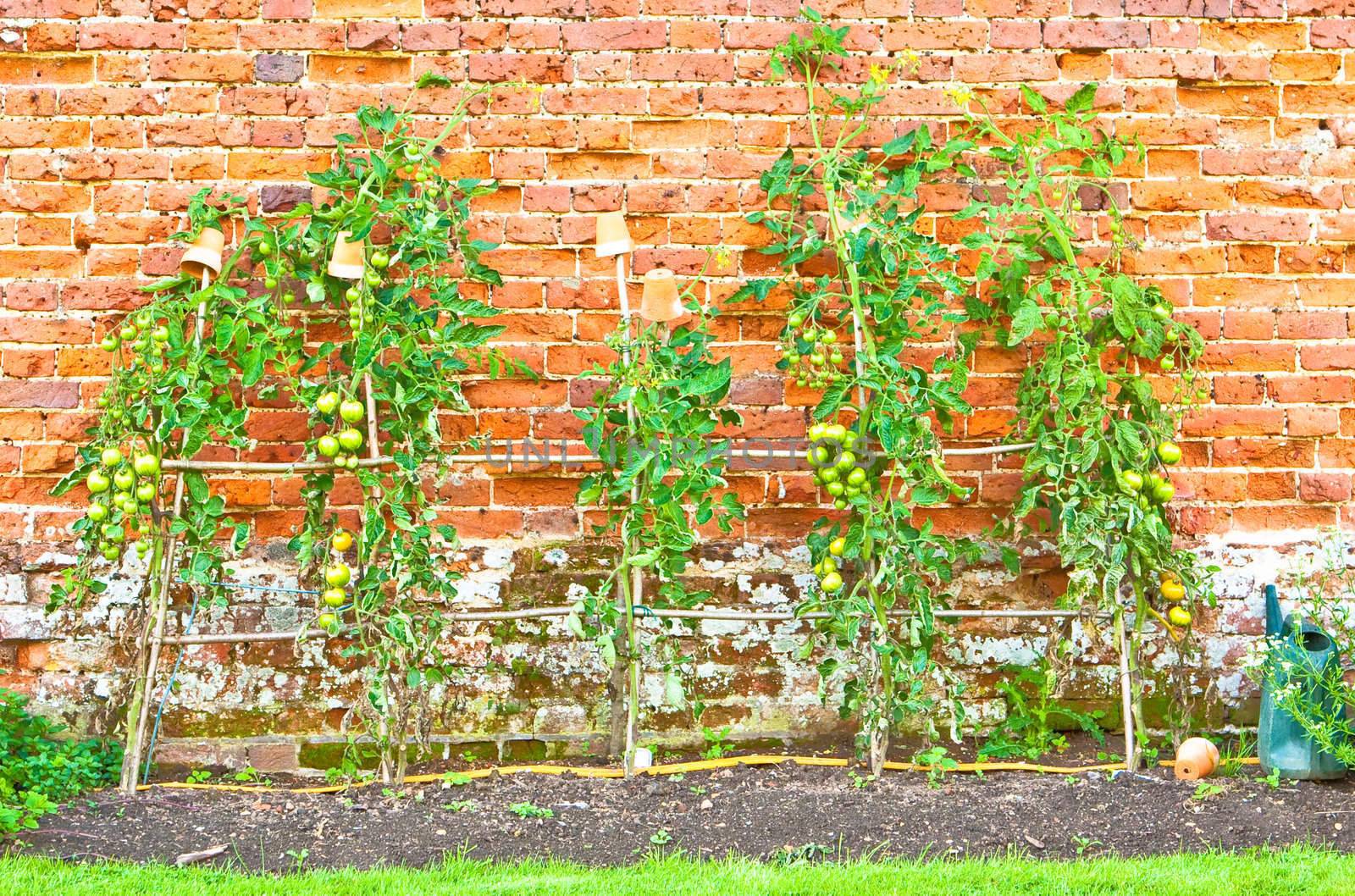 Tomato plants growing in an allotment against a brick wall