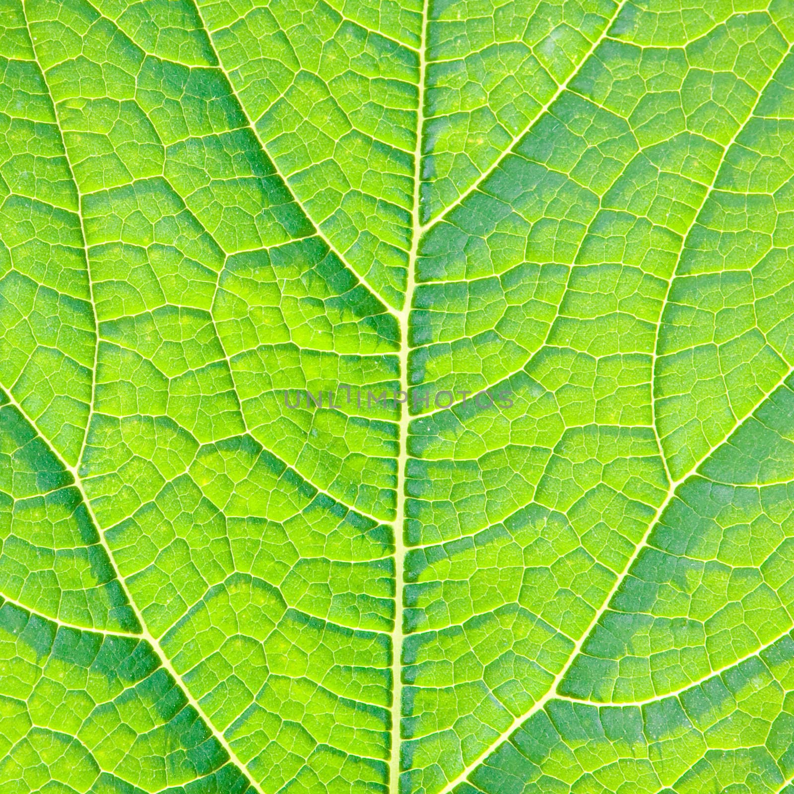 Nice green leaf backlit by the sun to reveal vein details