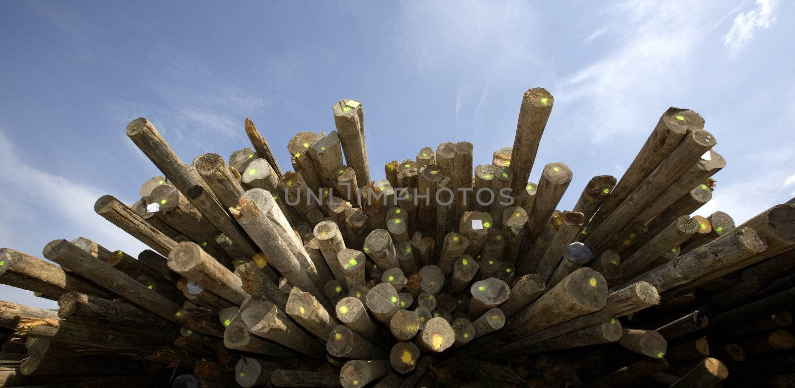 Large group of Timber towards blue sky