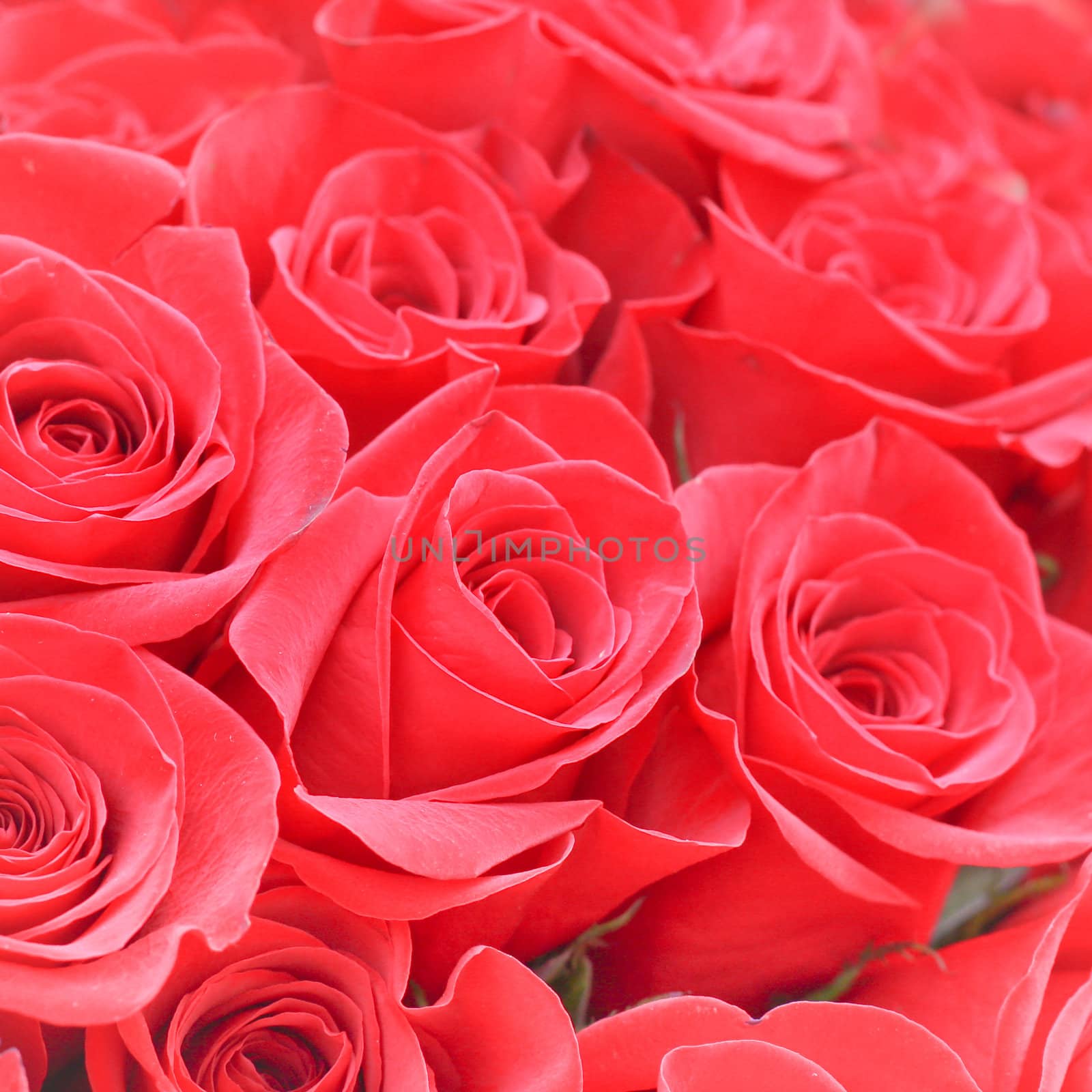 Beautiful bunch of fresh blooming red roses with bokeh effect