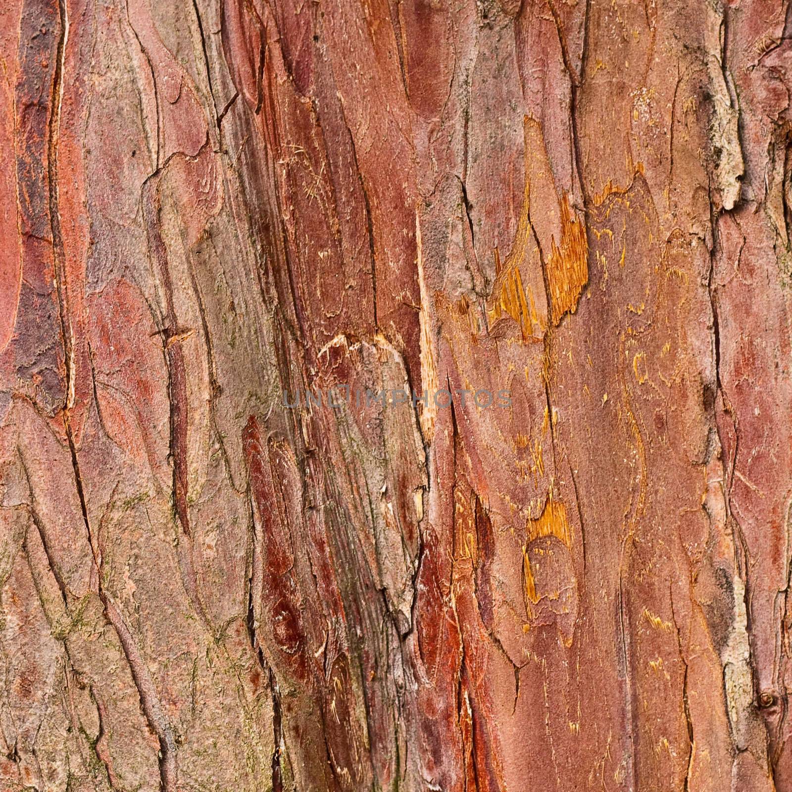 Lovely detailed background image of tree bark