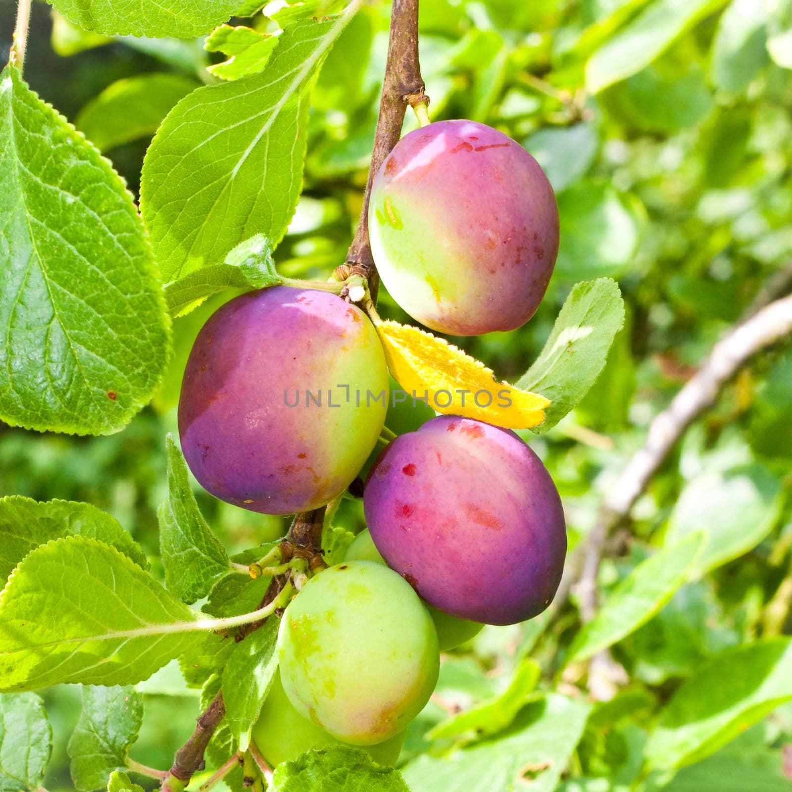 Nice image of a bunch of plums ripening on a tree