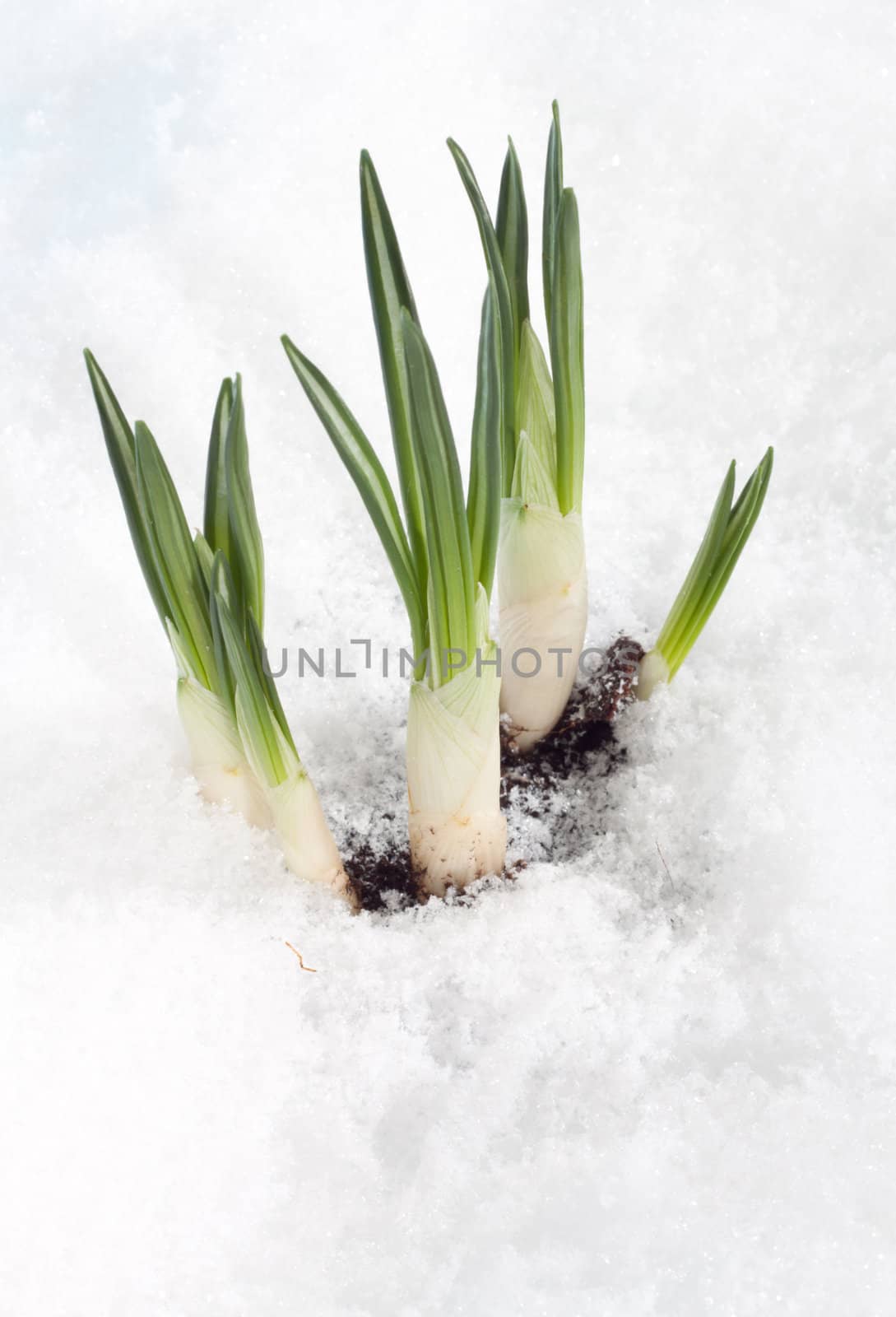 Budding crocus protruding from the snow