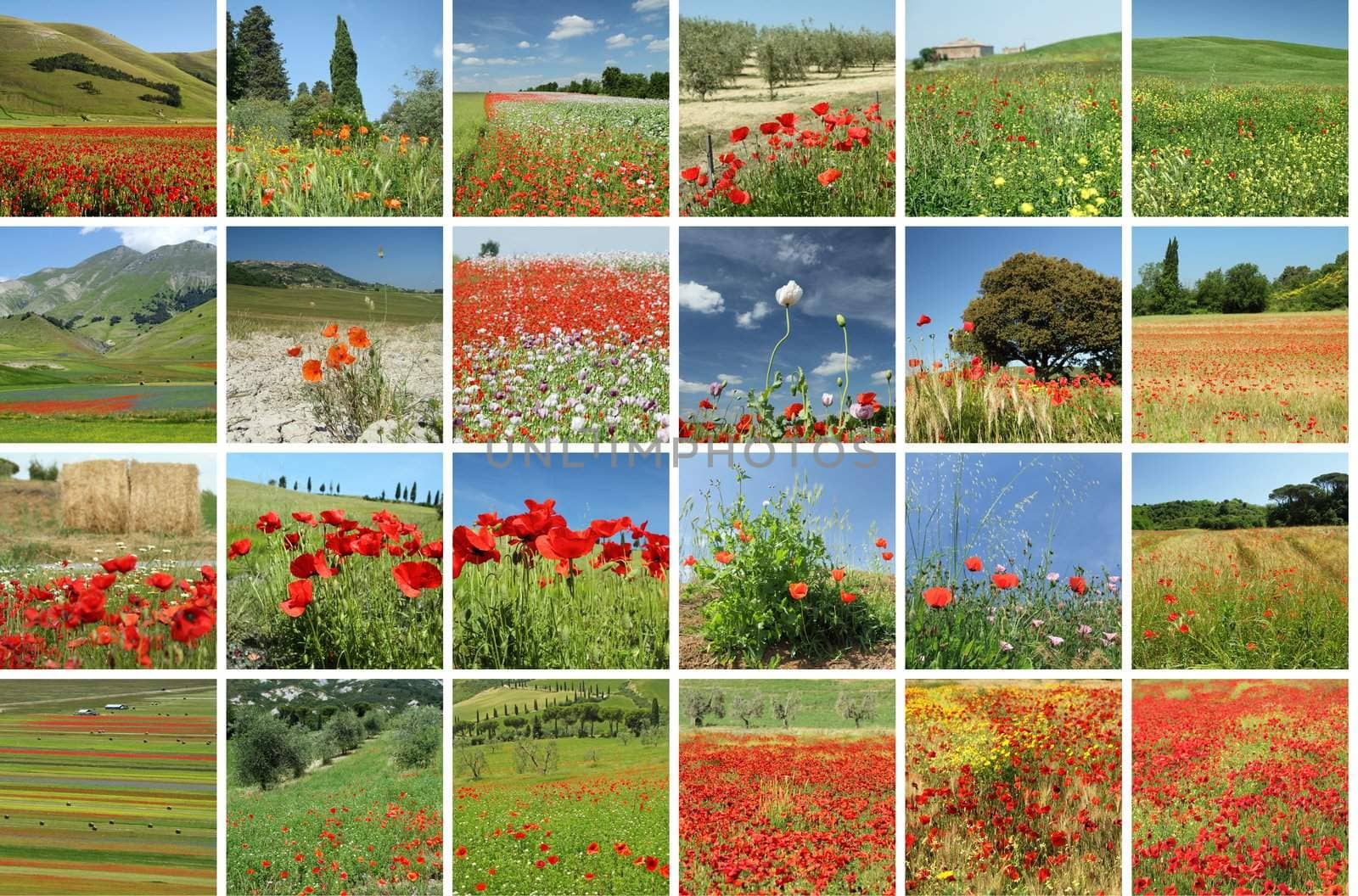 collage with idyllic tuscan countryside in spring and summer time
