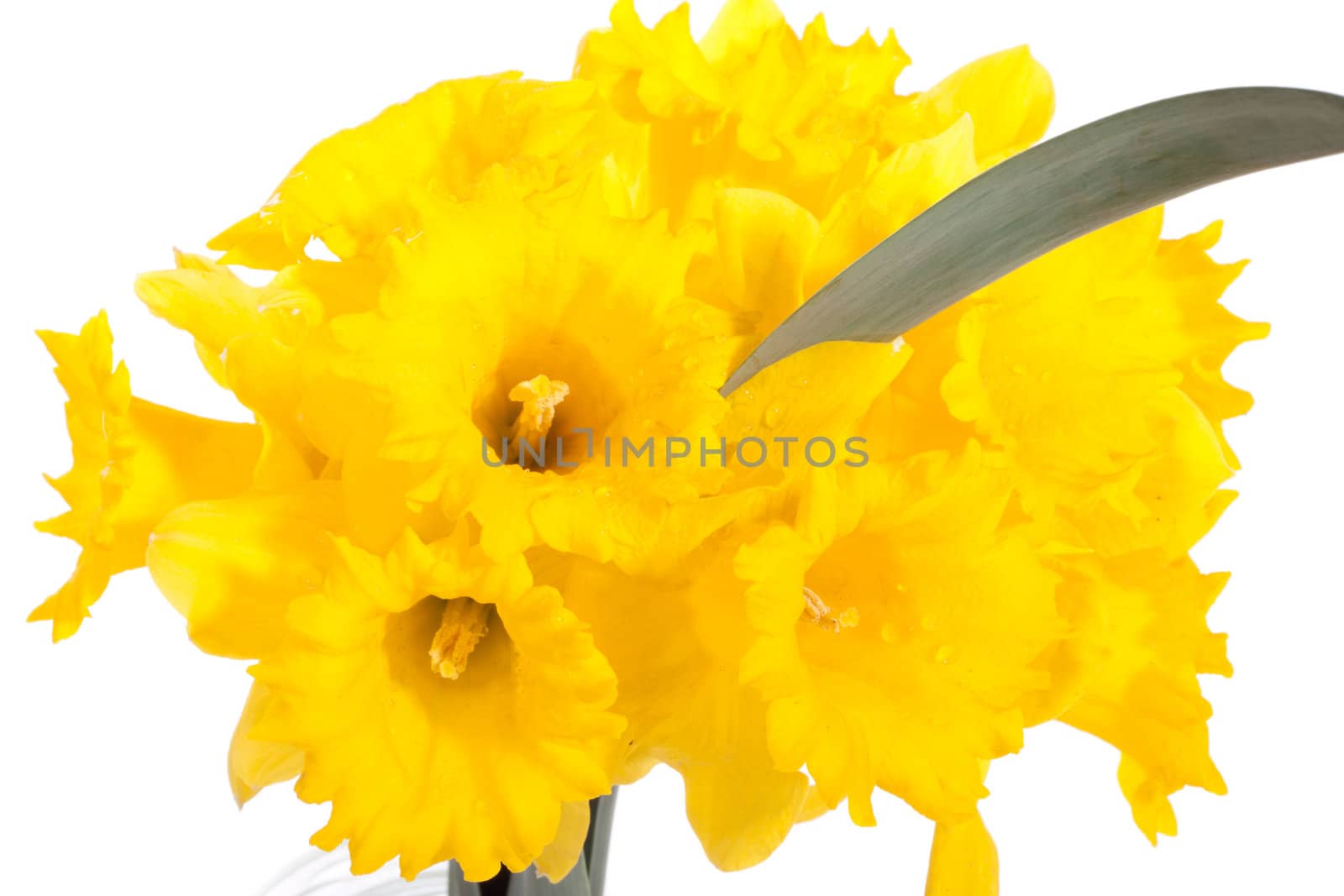 yellow daffodisl, photo on the white background