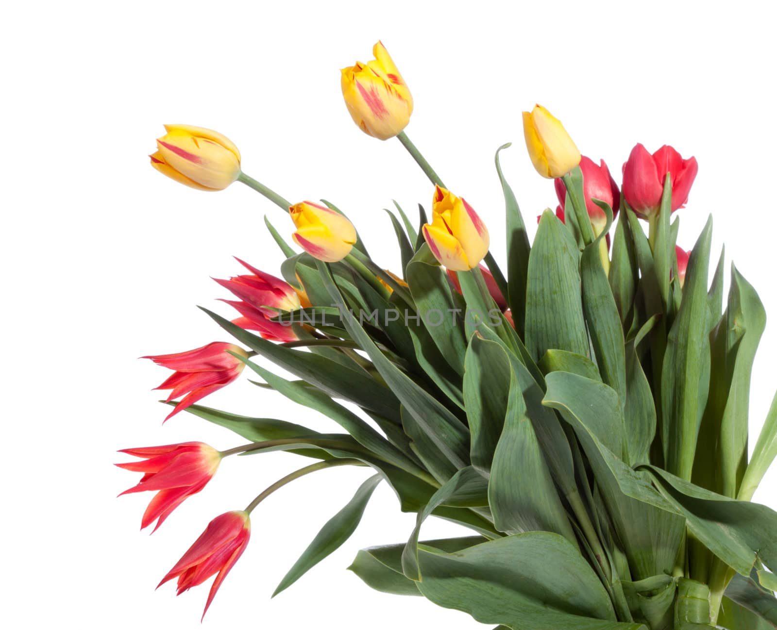 Bouquet of fresh tulips by aguirre_mar
