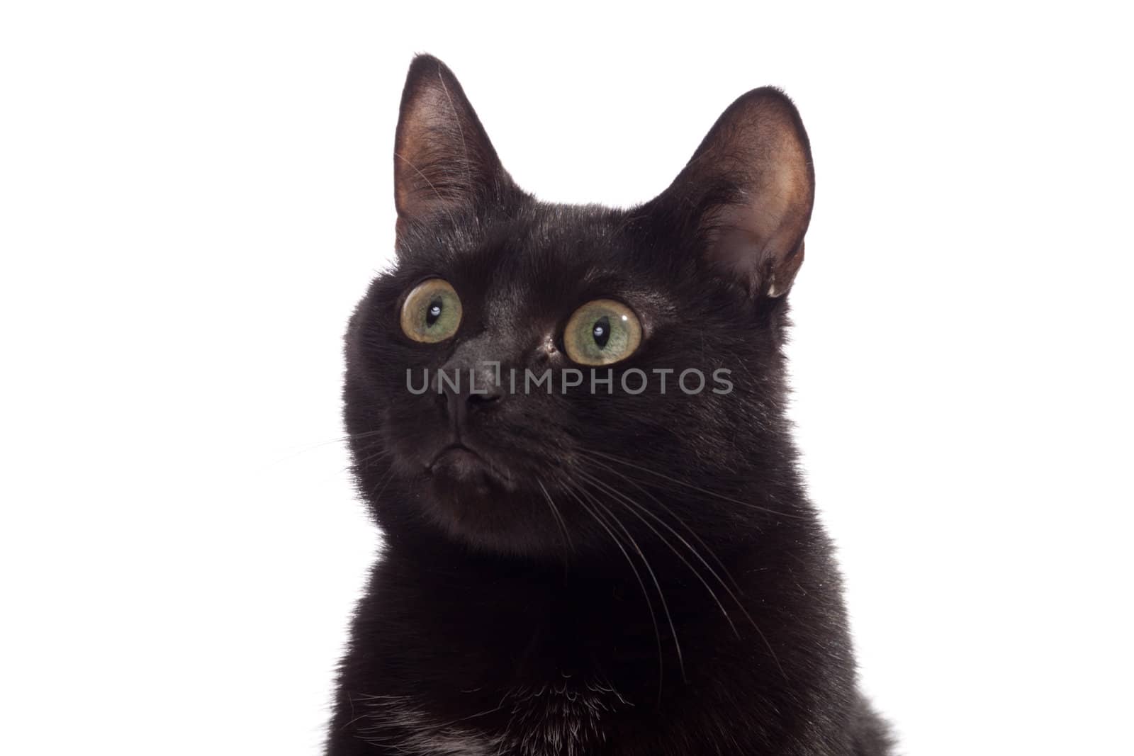 Black cat portrait, isolated on the white