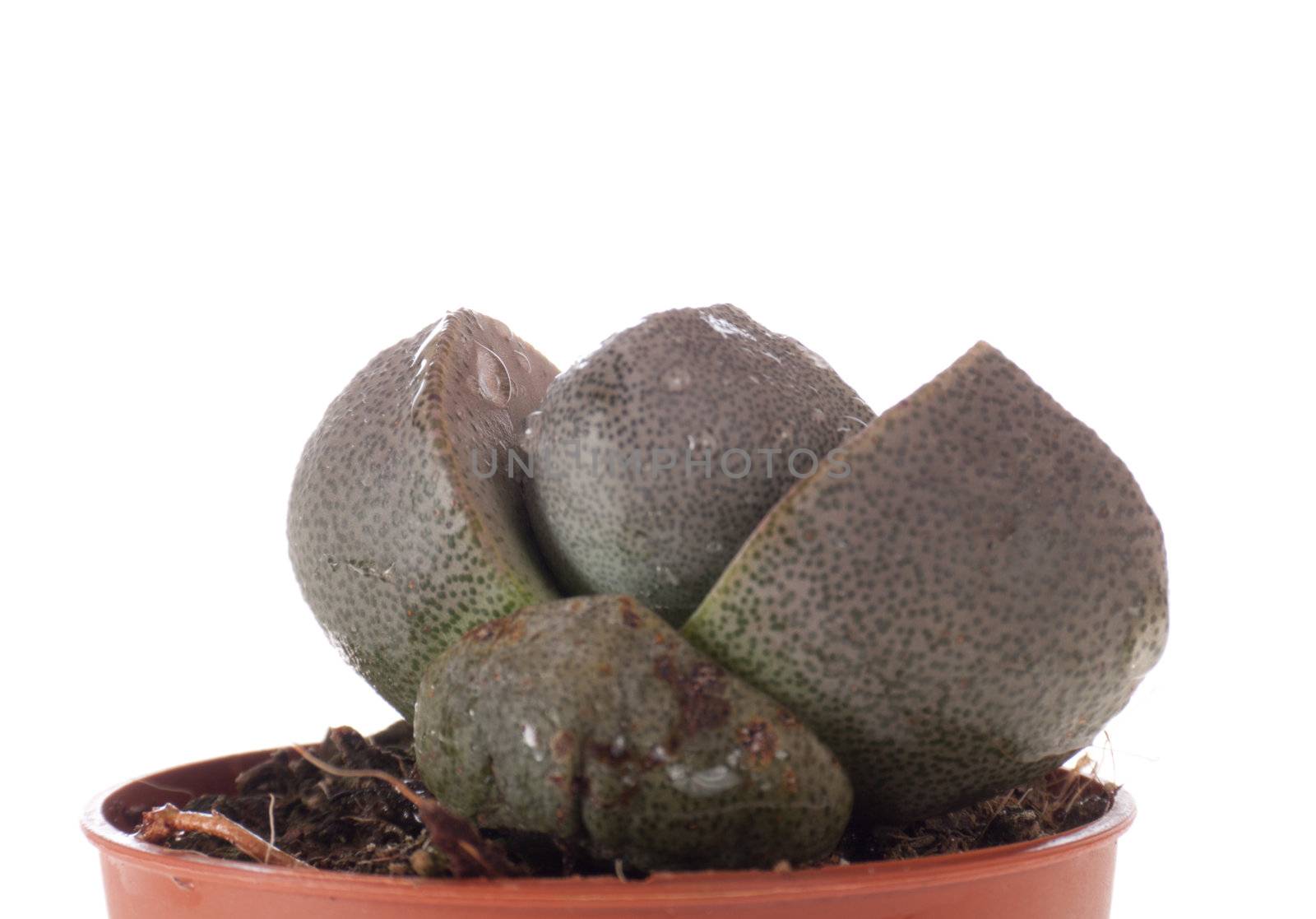 Lithops by aguirre_mar