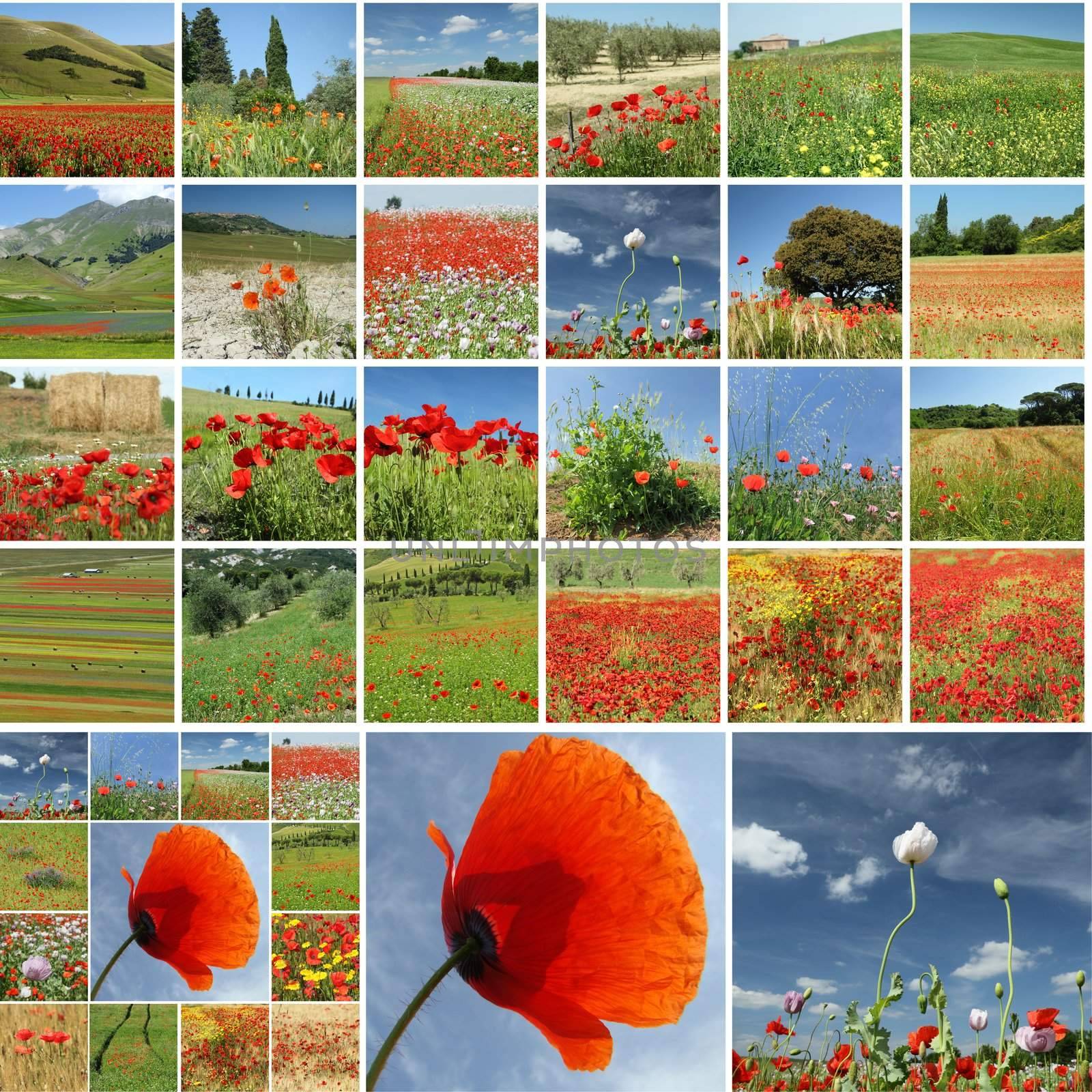 collage with poppies in italian landscape