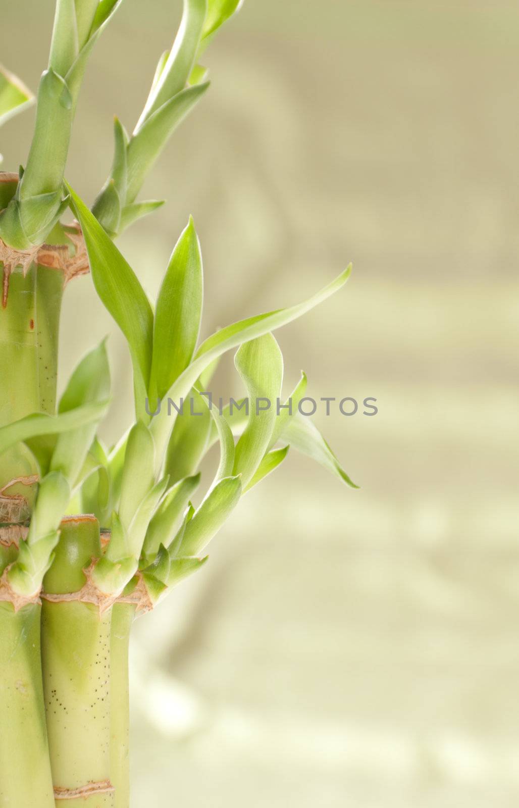 Lucky Bamboo Plant on a green background