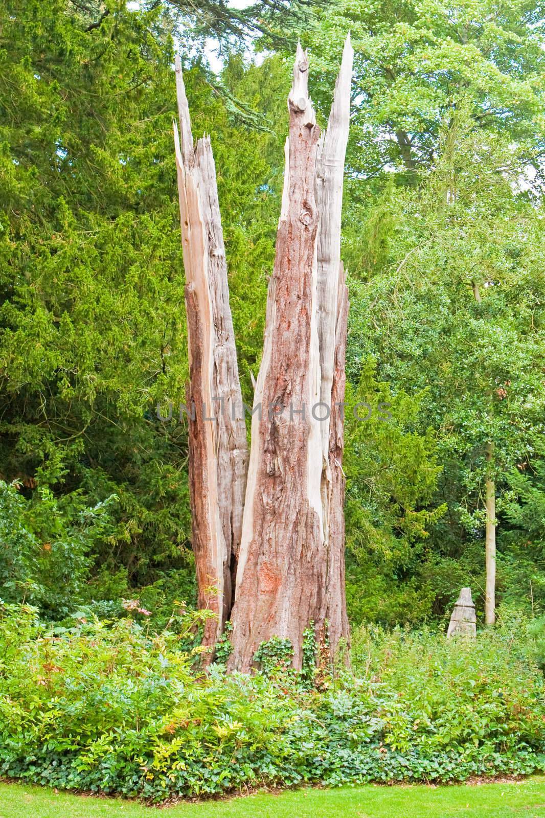 Giant redwood tree which has been struck by lightning