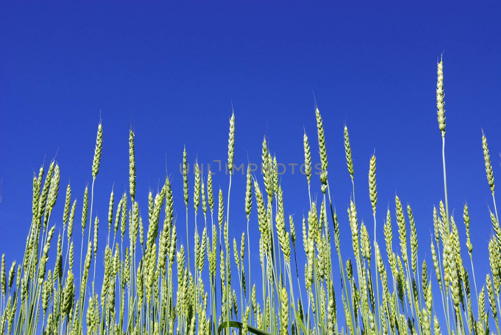  Early summer corn with a blue sky background