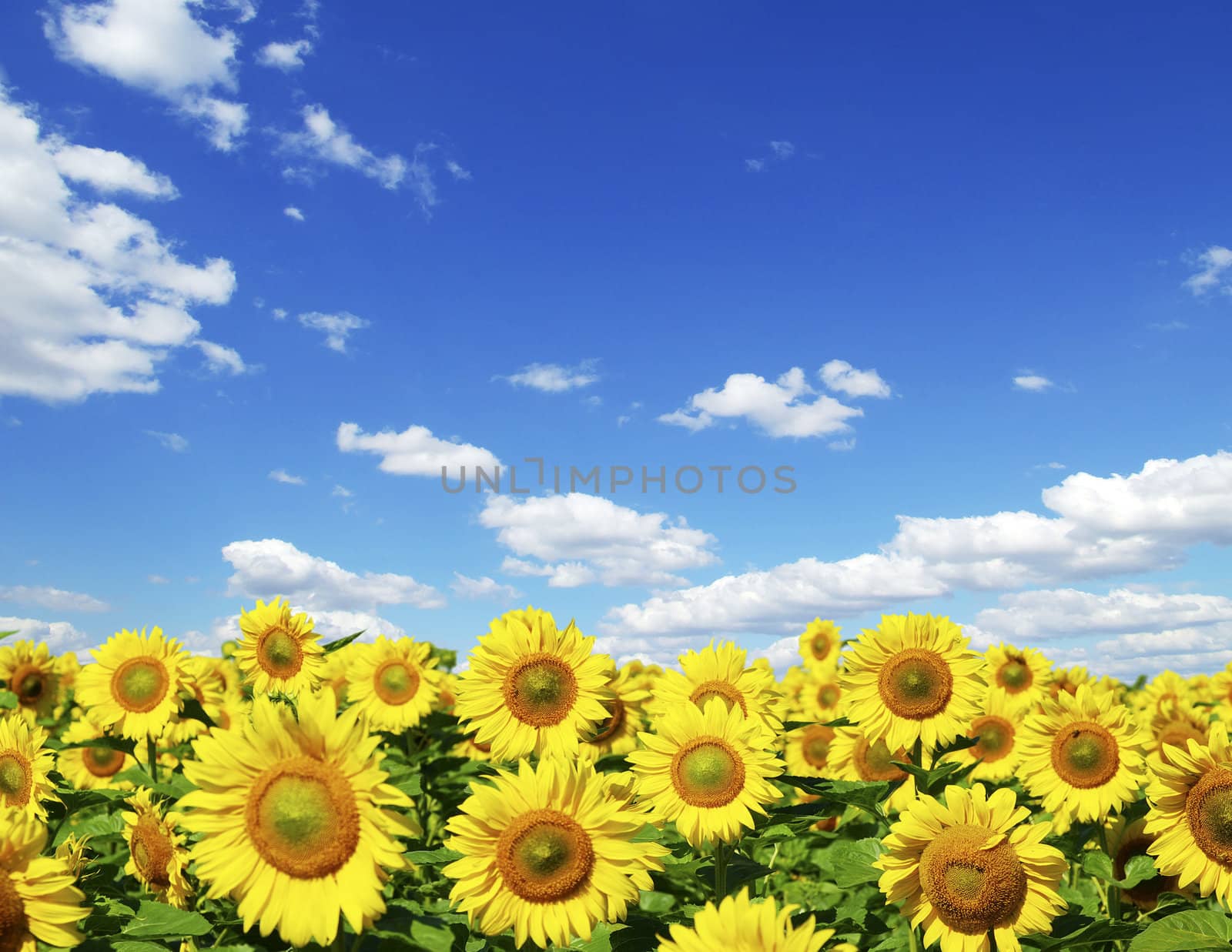 sunflower field over cloudy blue sky