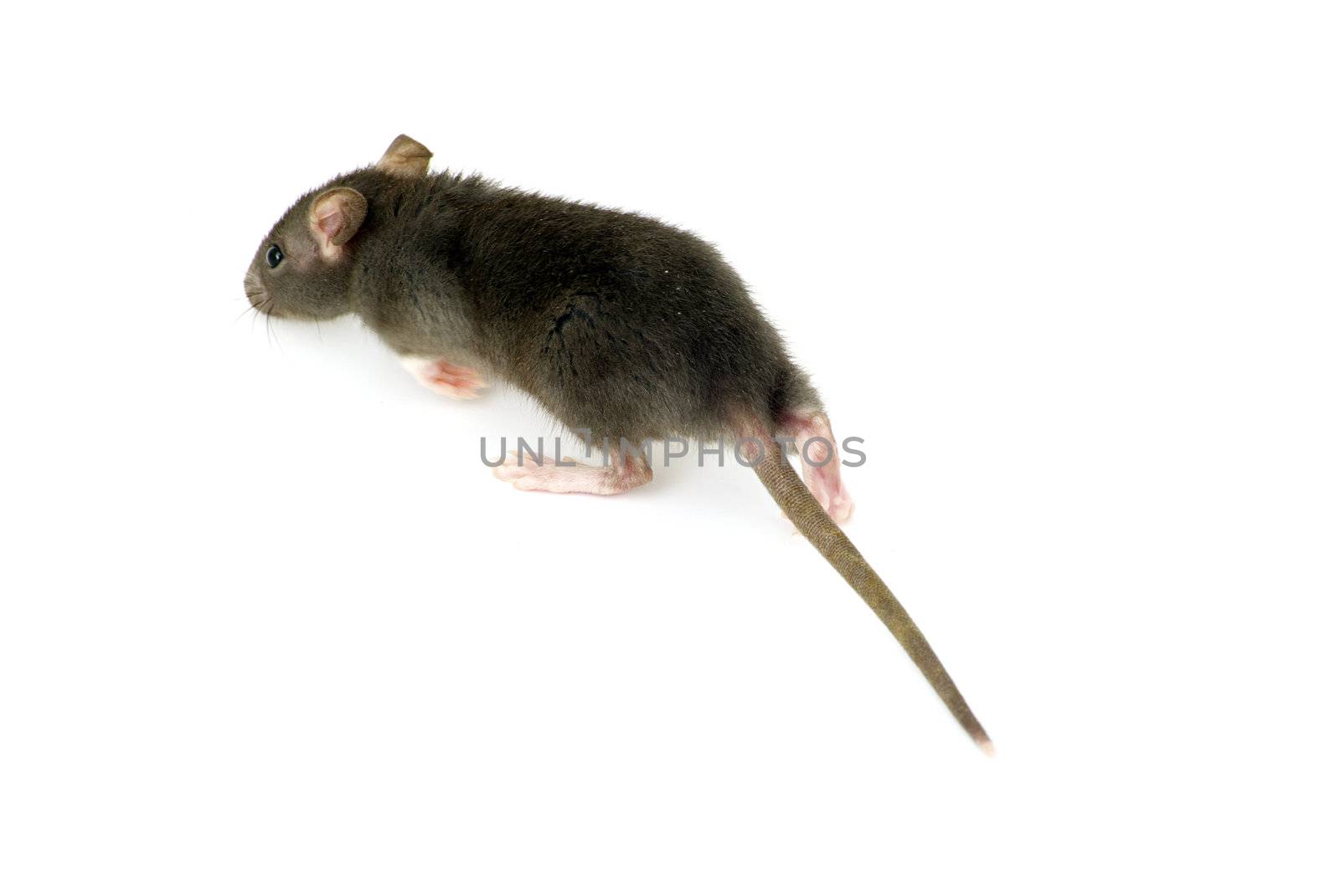 funny rat  isolated on white background