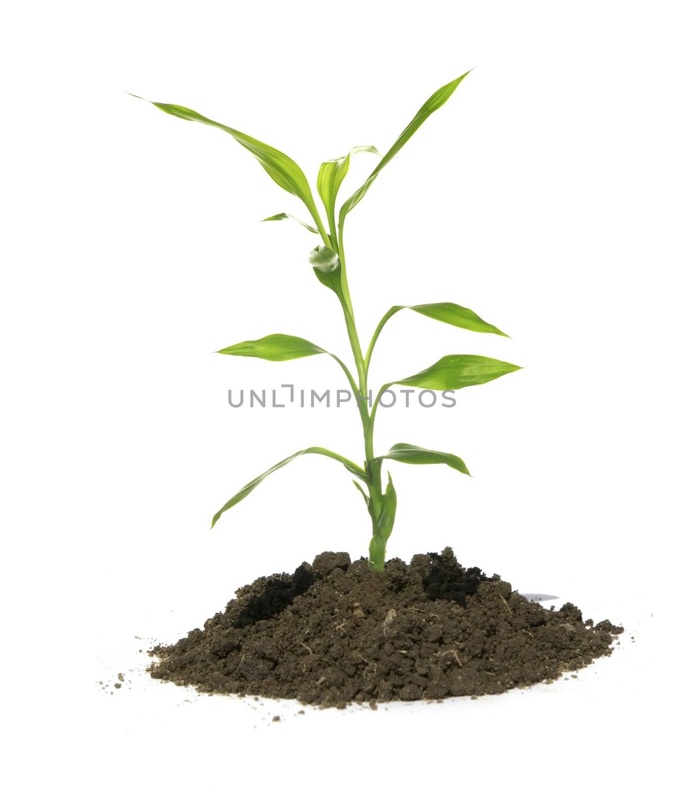 Little green plant on white background