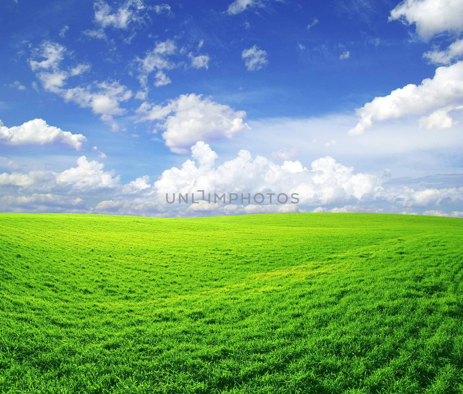 field on a background of the blue sky
