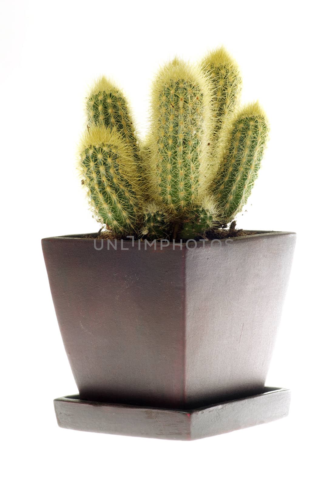 cactus isolated over white background