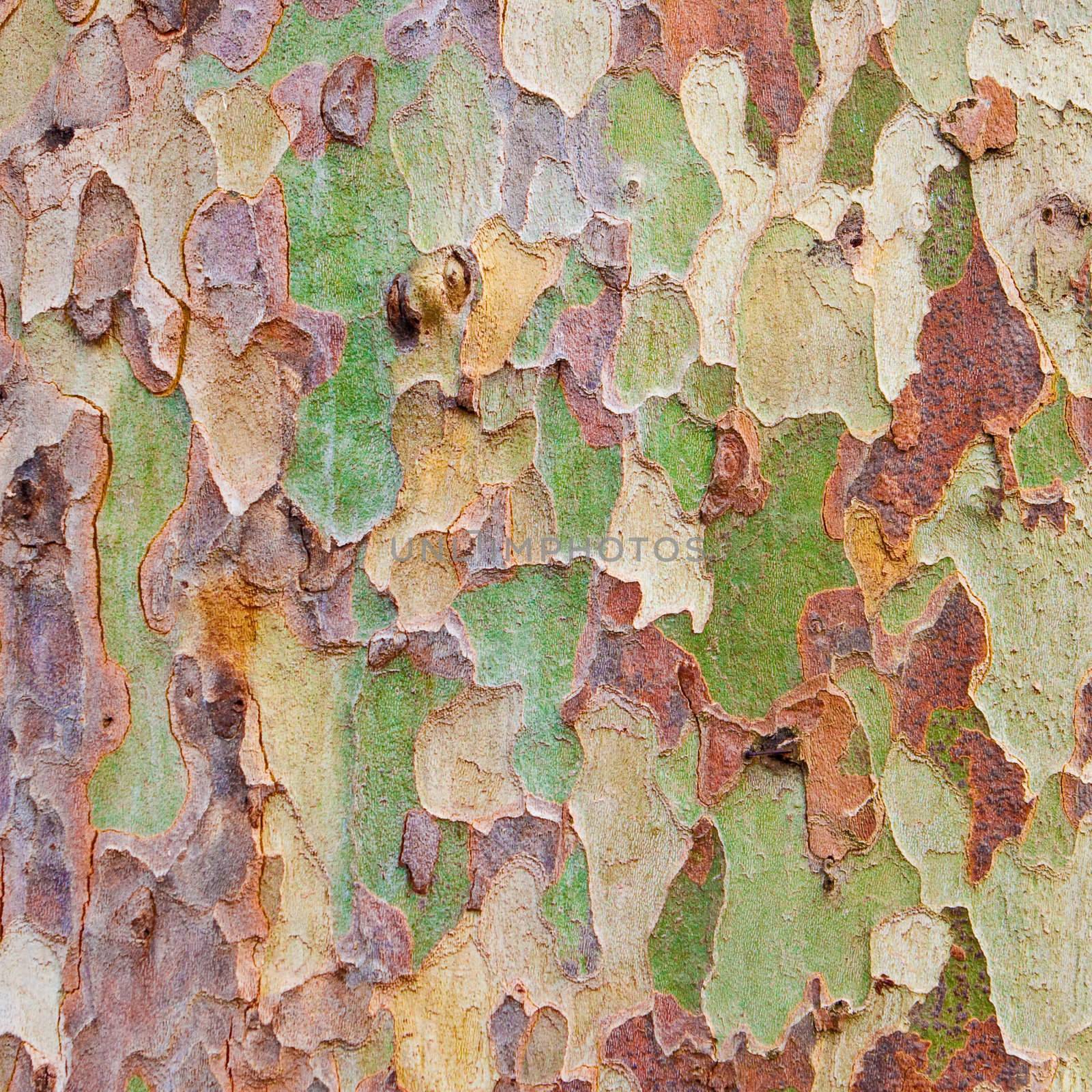 An interesting multicolored tree bark as a background