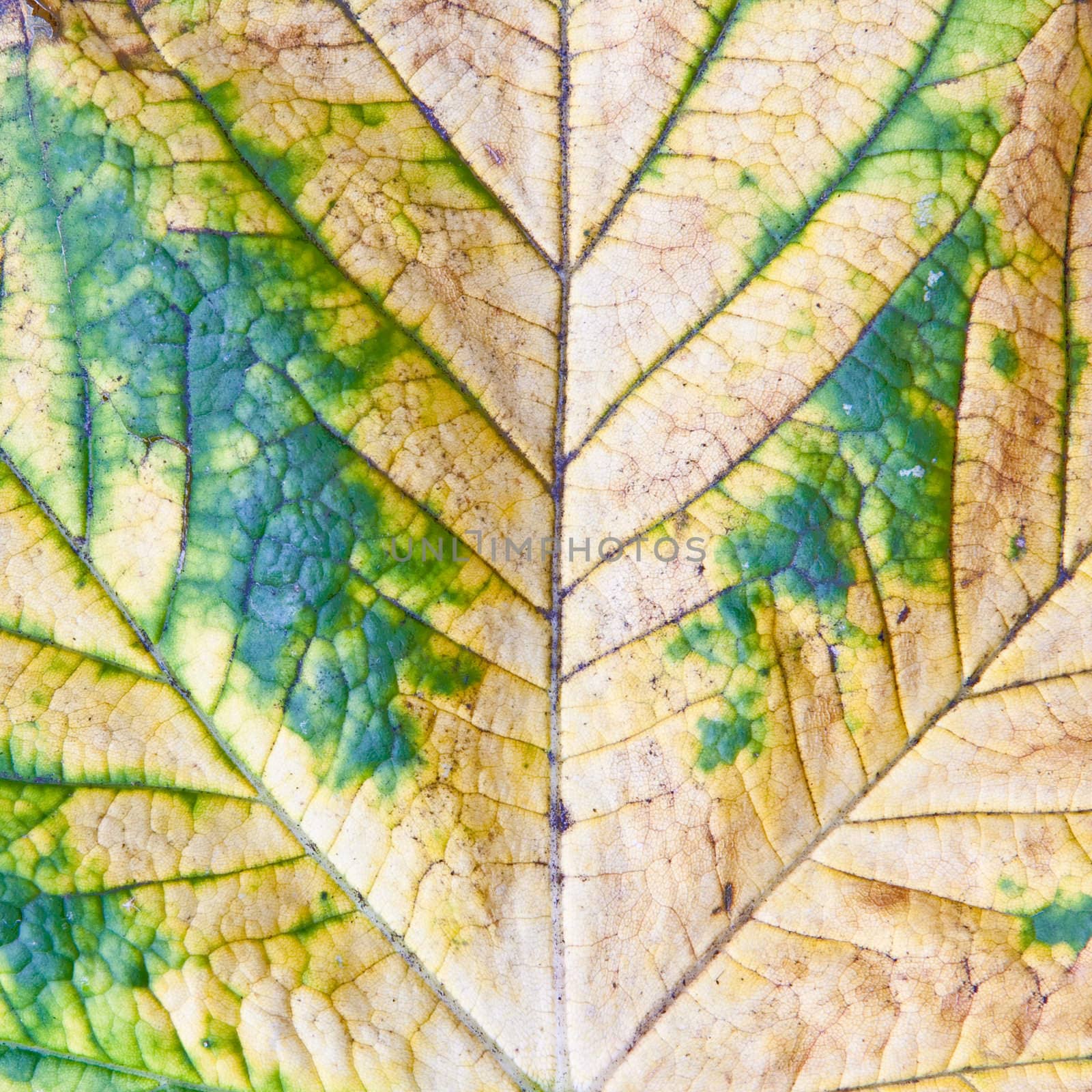 Macro shot of a maple leaf turning brown in autumn