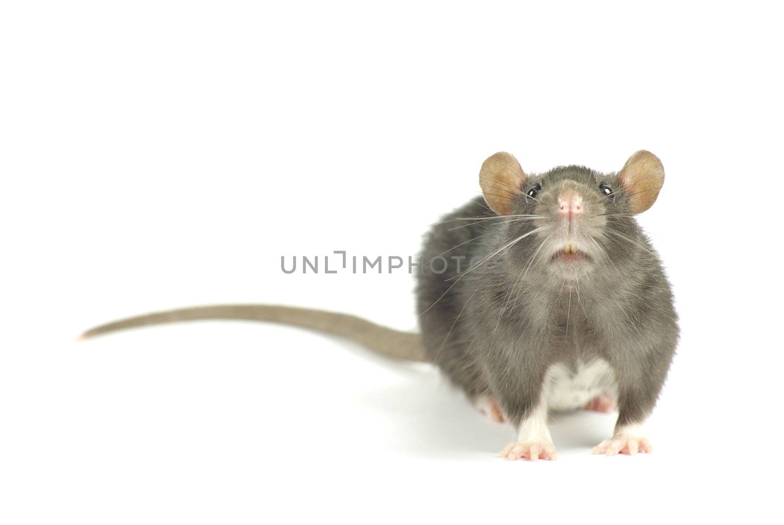 grey rat  isolated on white background