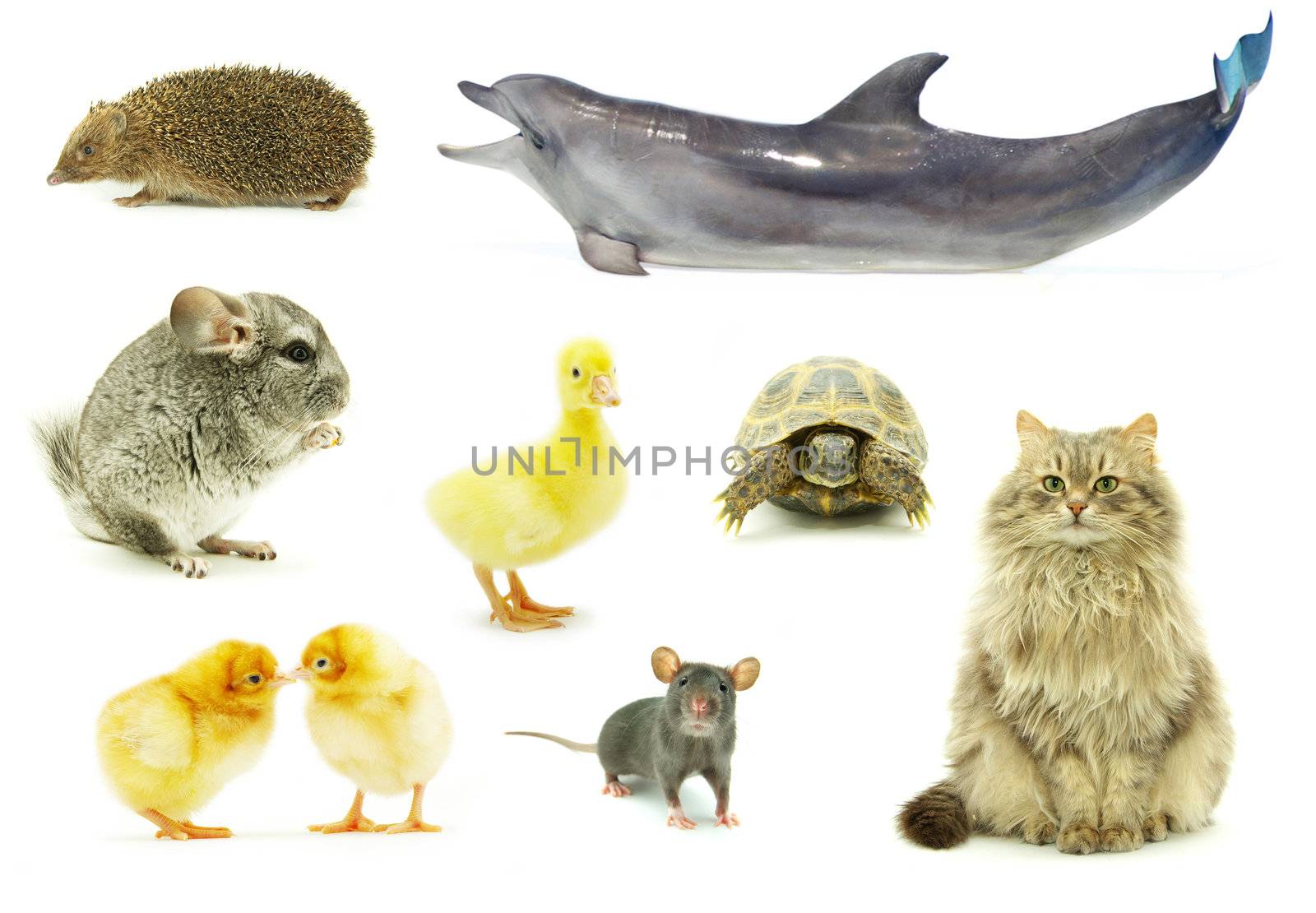 collection animal isolated on white background