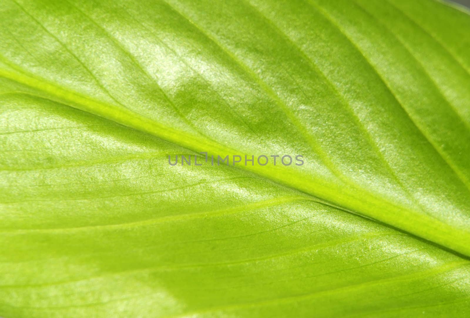 structure of leaf natural background