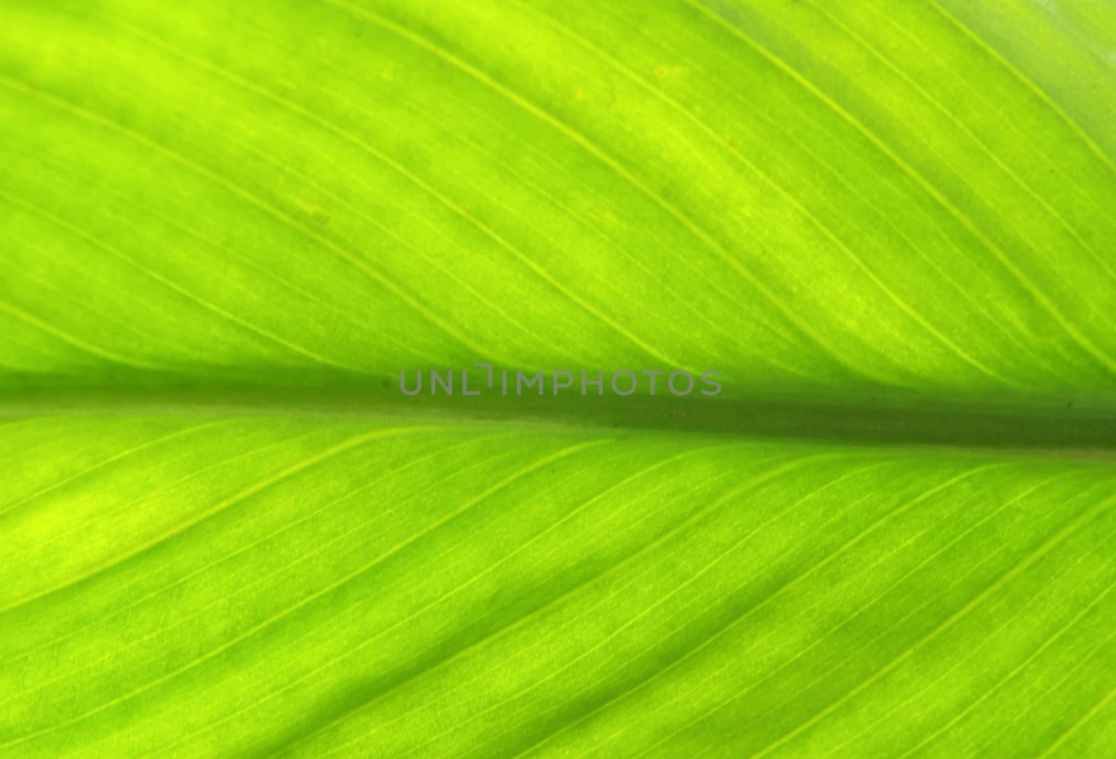 structure of leaf natural background