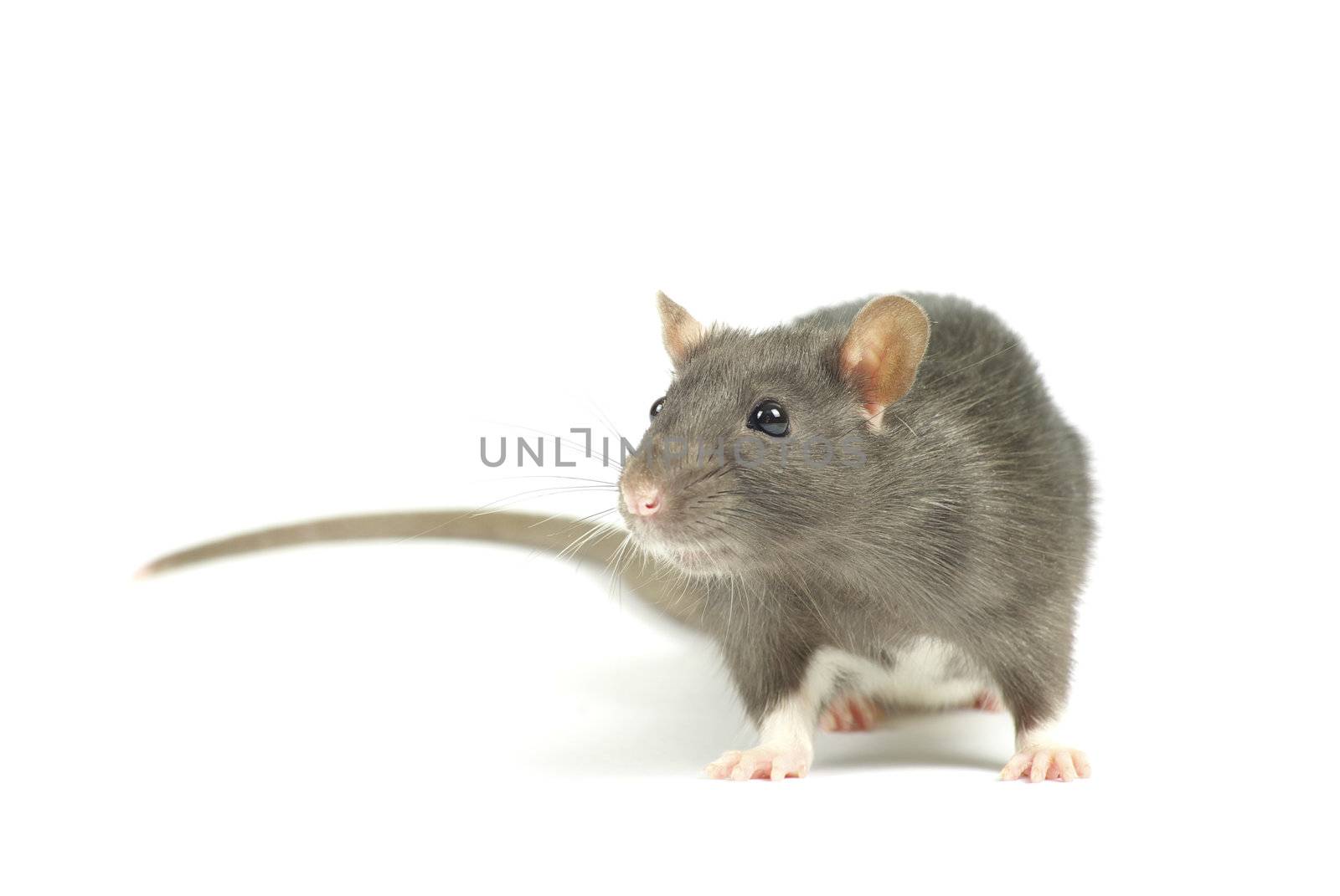 funny rat  isolated on white background
