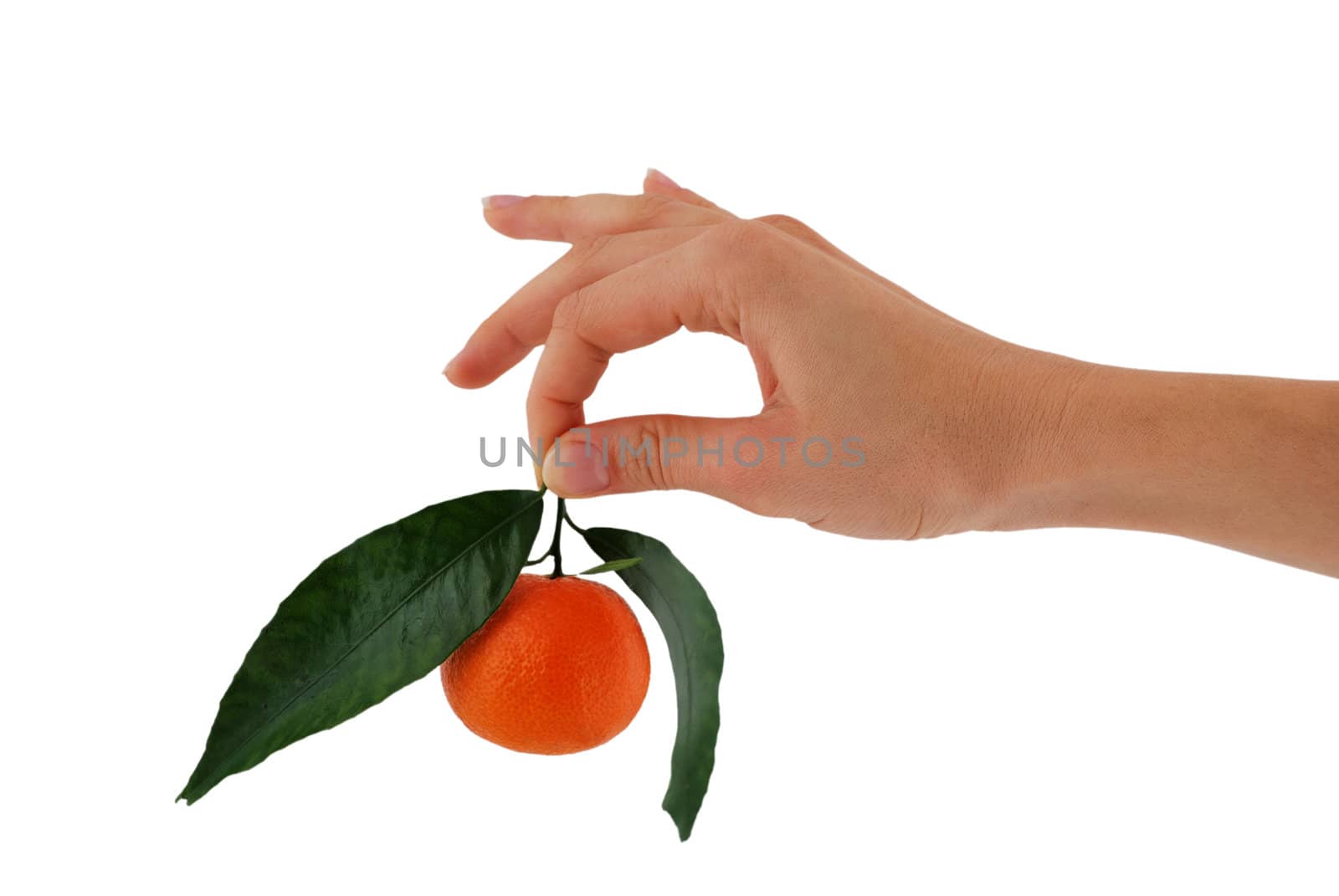 mandarin by vetkit