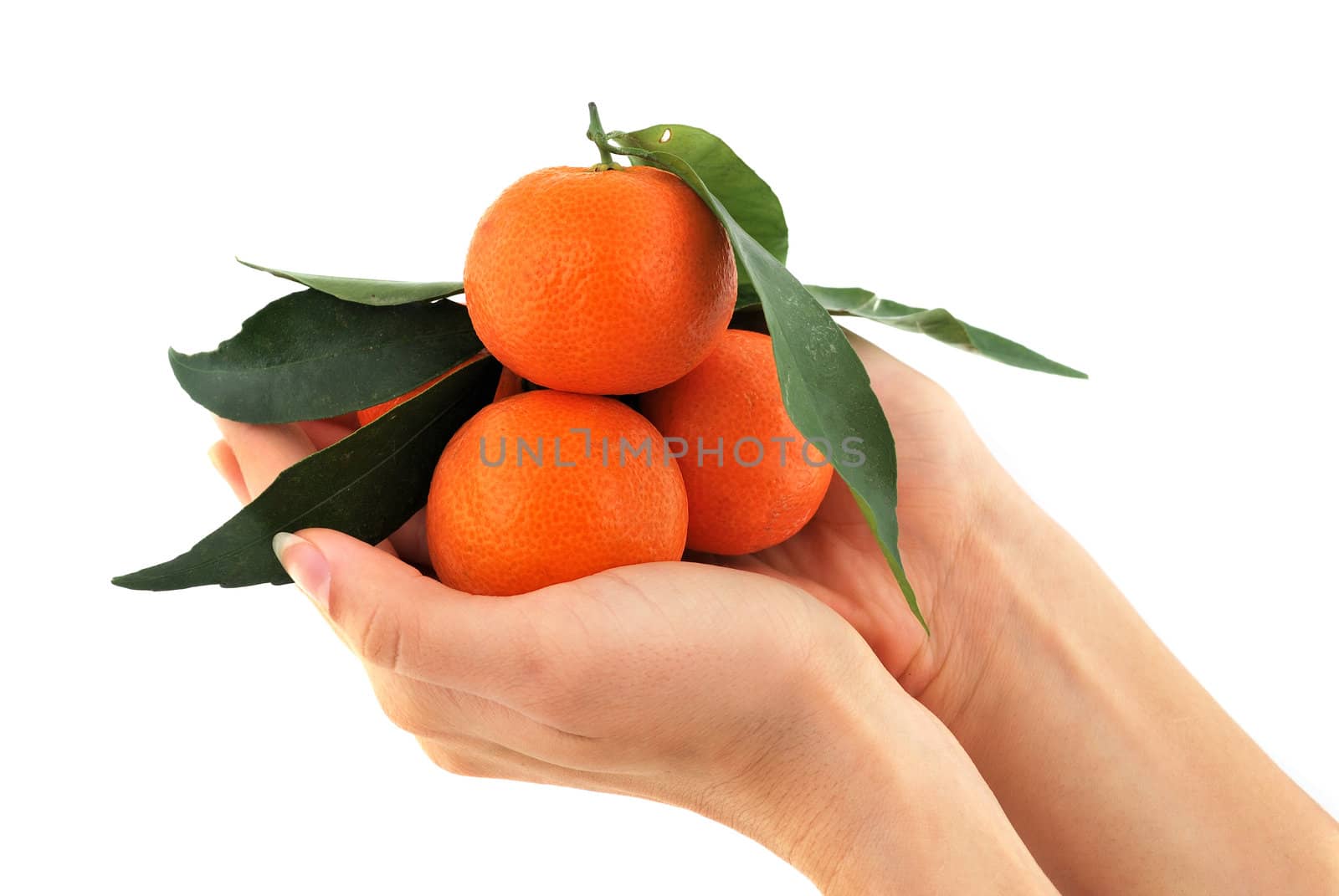 mandarin with green leaves in your hands