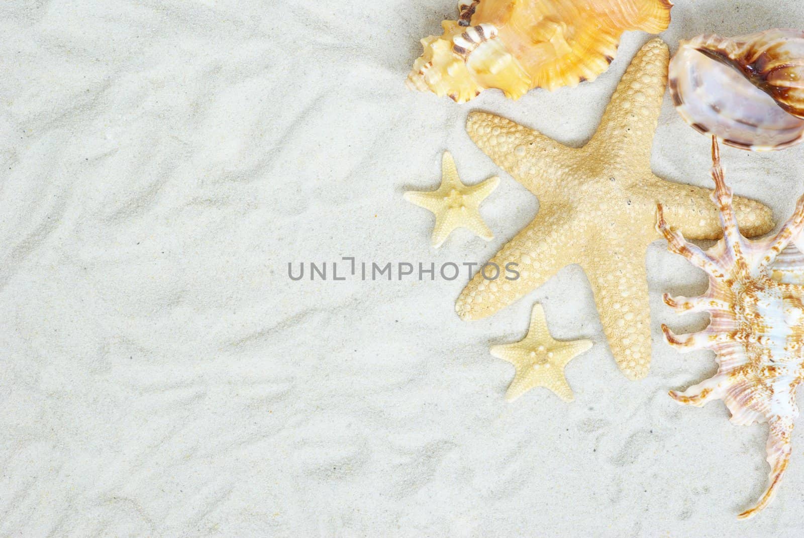 starfish and shells on the beach