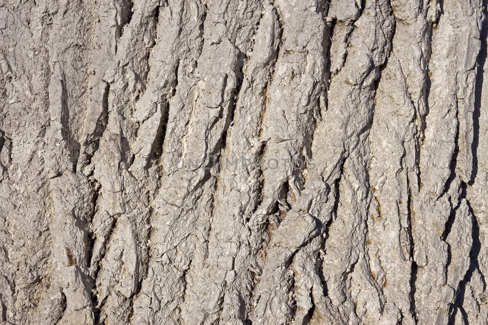 Fragment the bark of the old large tree covered with lime