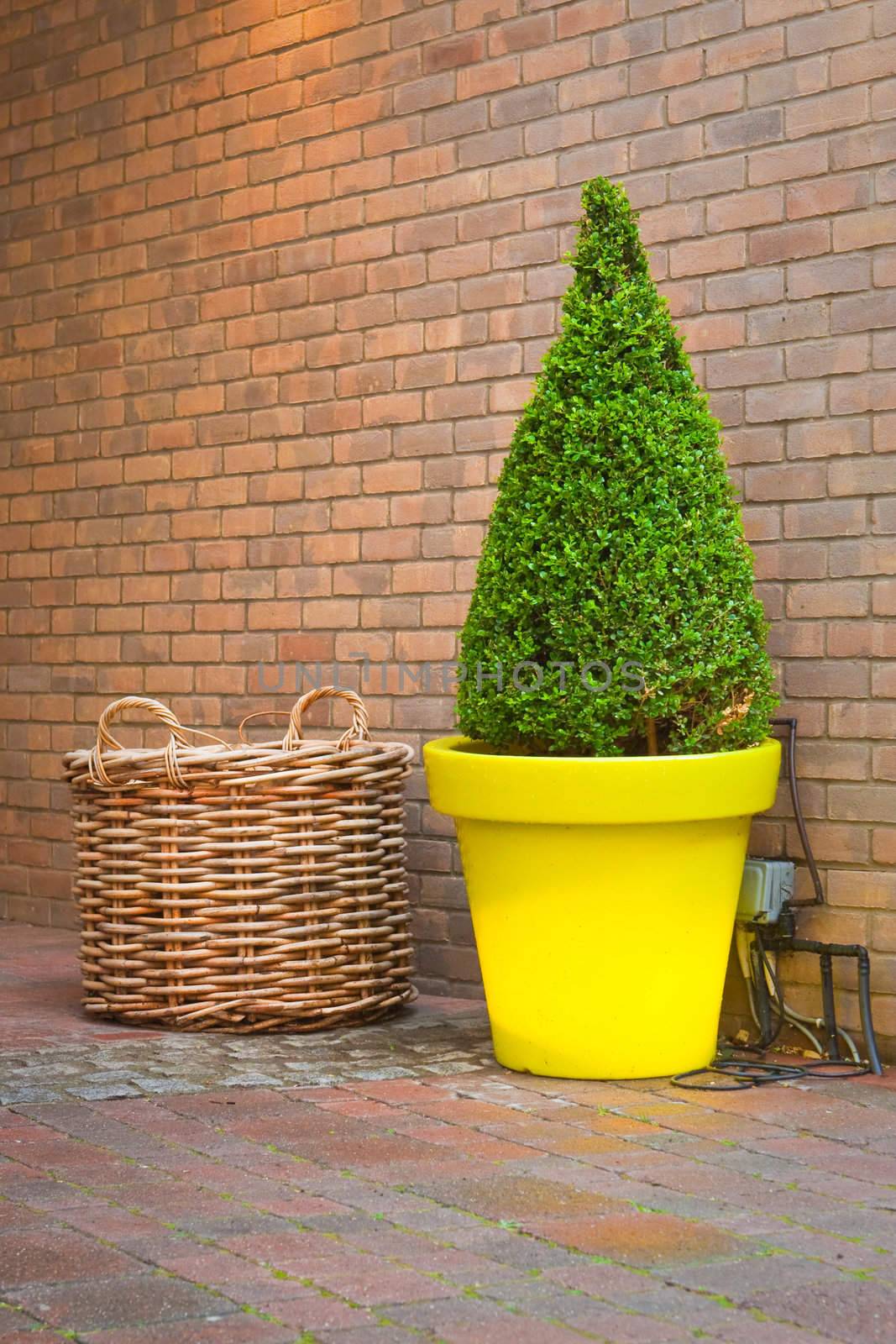 Nice topiary tree in a yellow pot