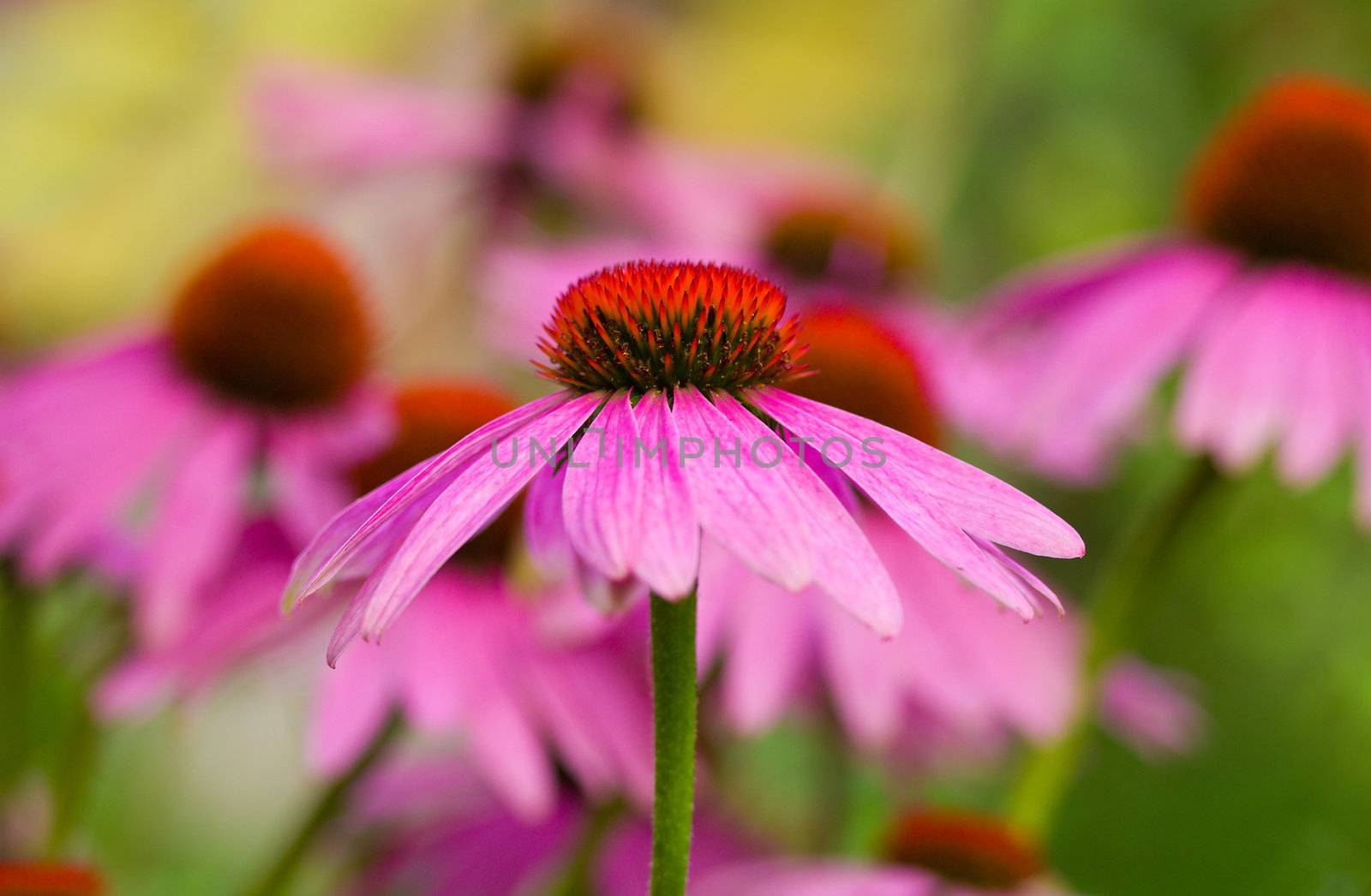 echinacea flower against green background, selected focus