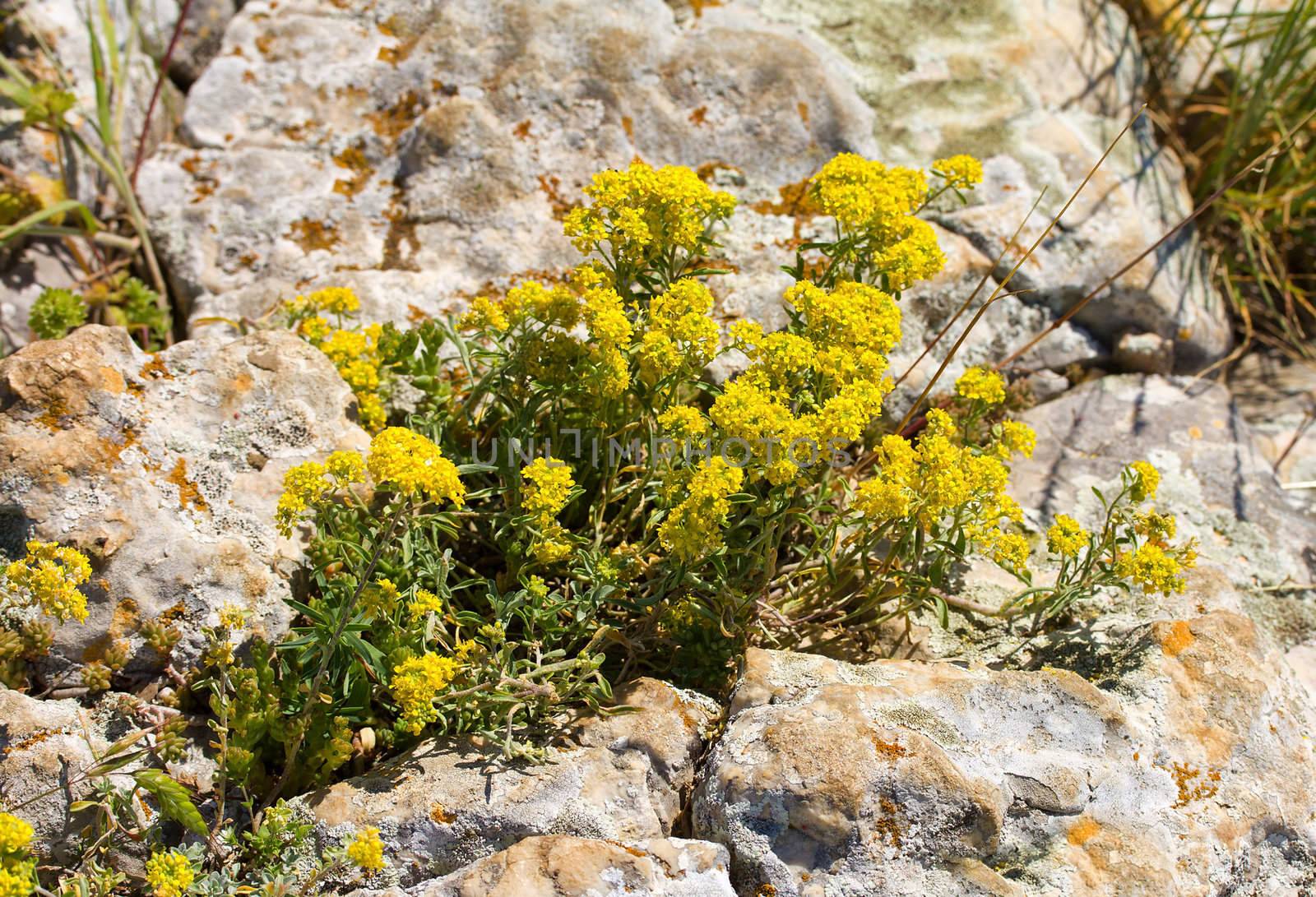 yellow flowers growing in stones