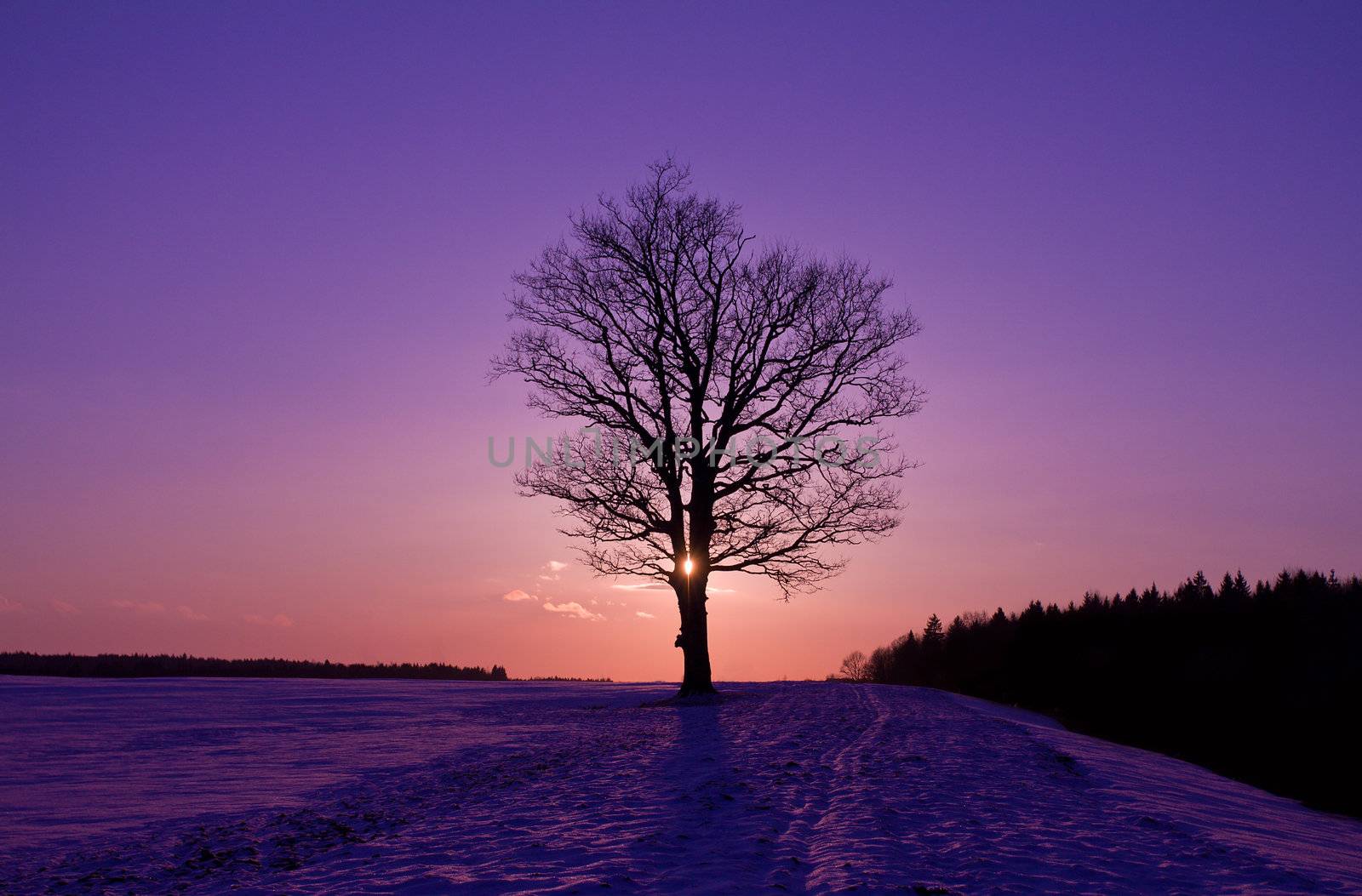 lonely oak tree at sunset