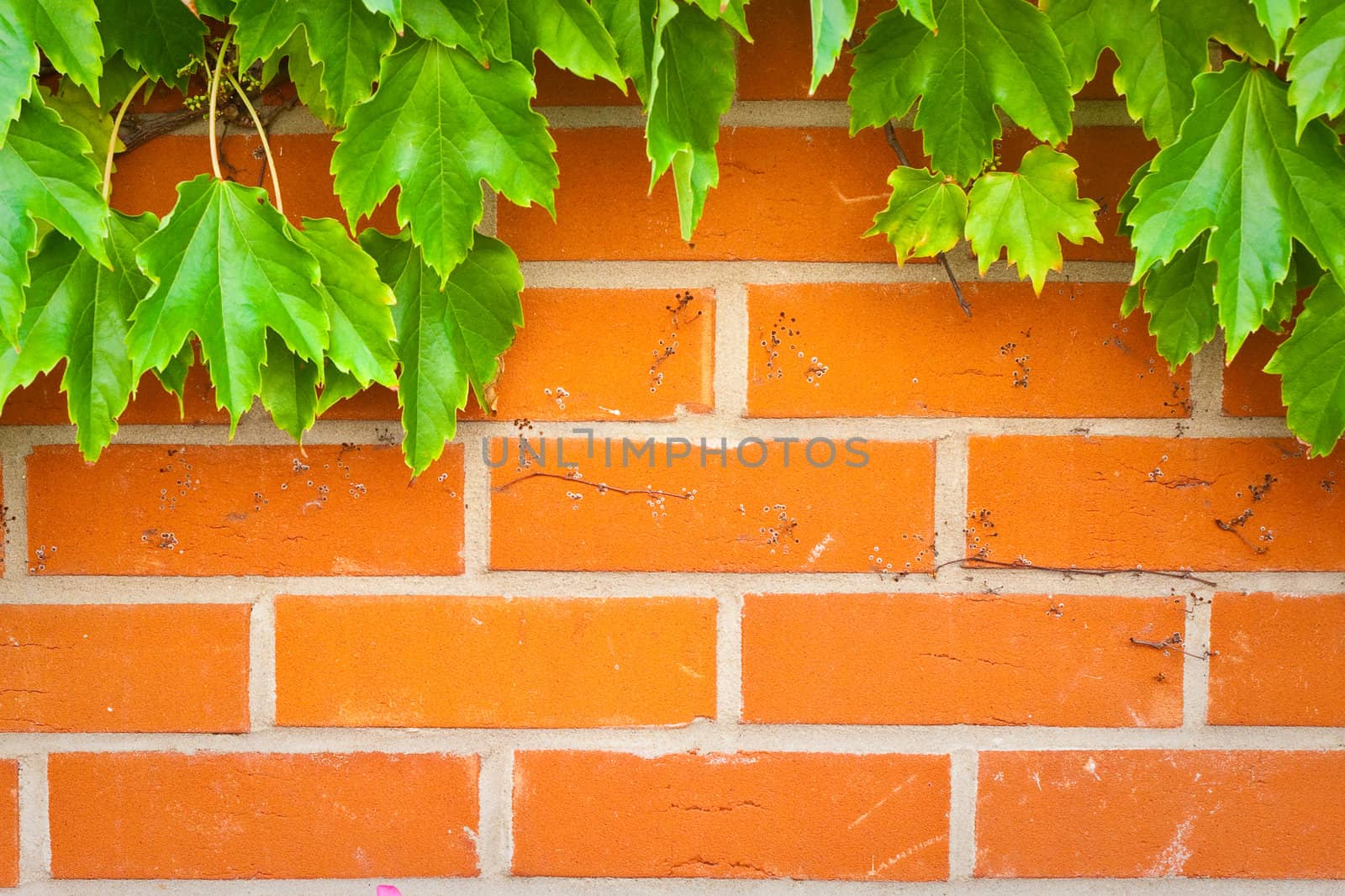 A vibrant brick wall background with green ivy leaves