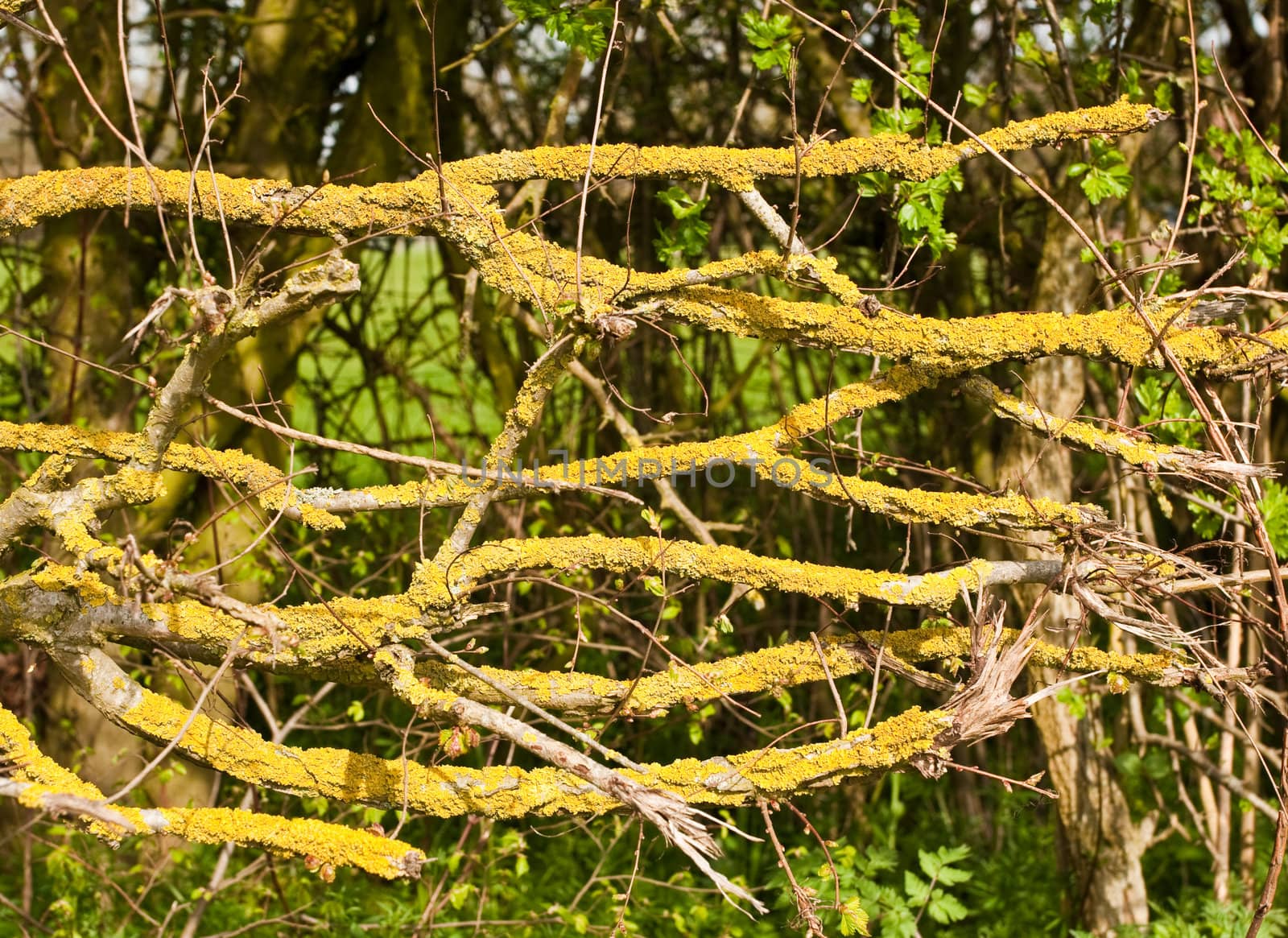 Branches covered by lichen