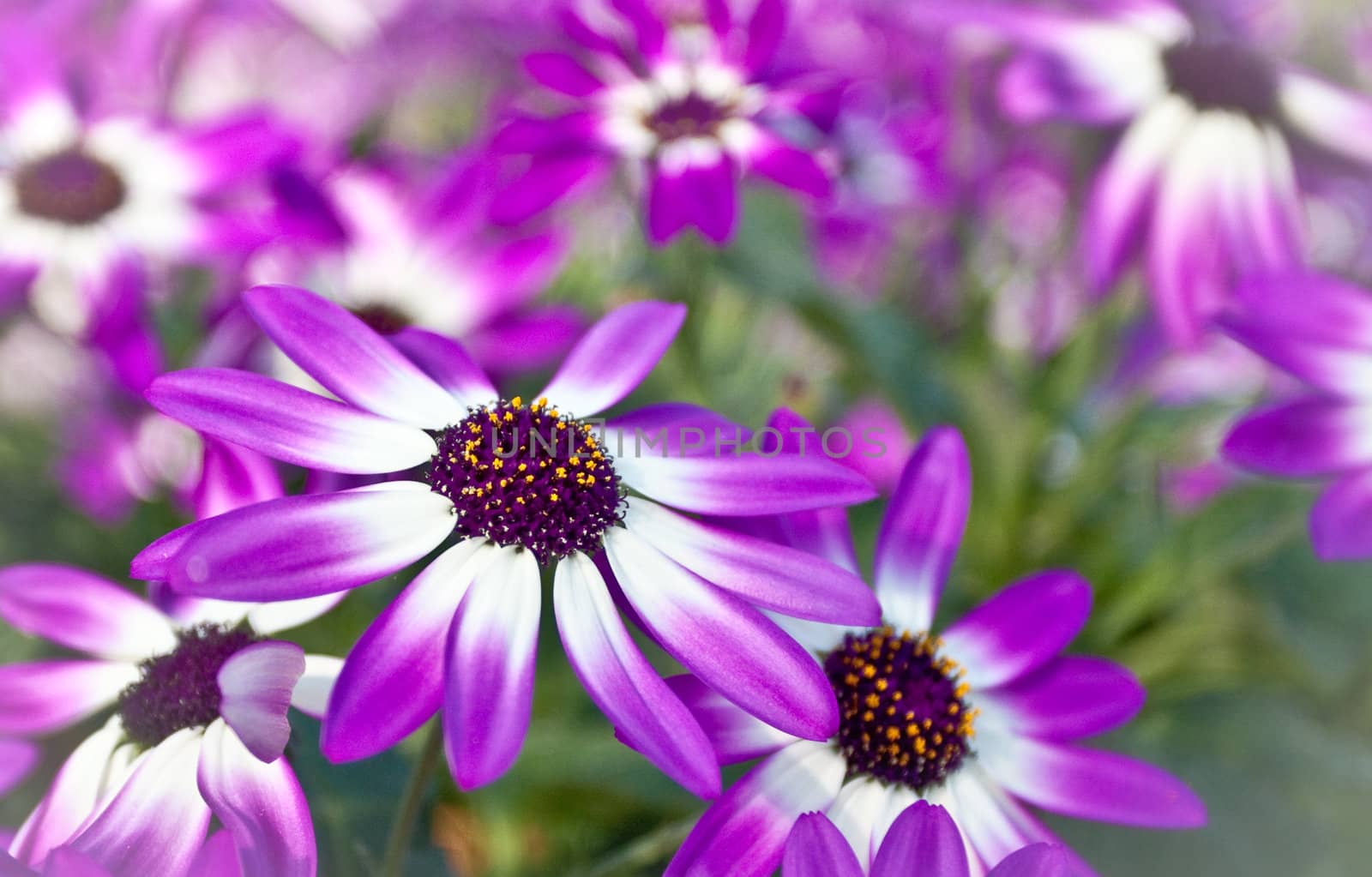 Bunch of fresh senetti flowers close up