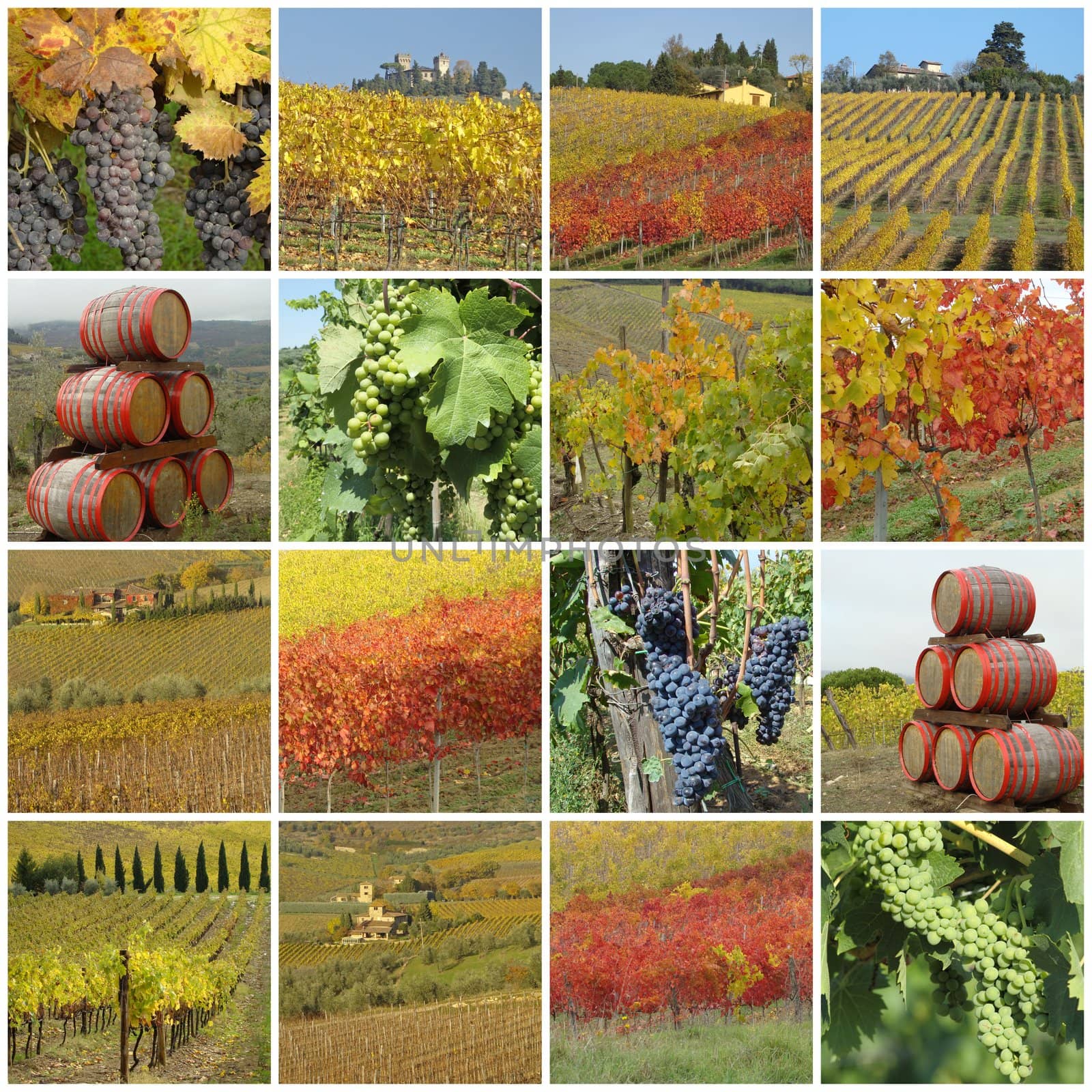 colorful grape harvest time collage, Tuscany, Italy, Europe