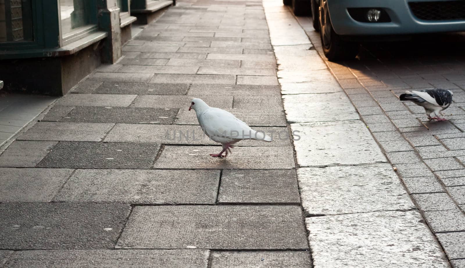 White dove and pigeon on a sidewalk