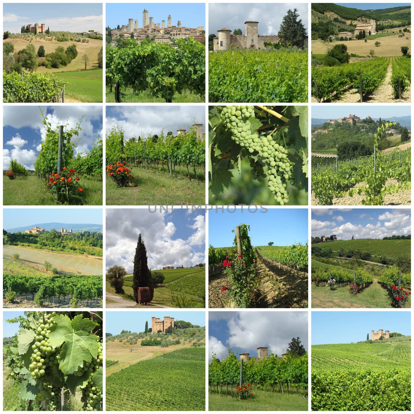 green vineyards in tuscan countryside in spring and summer time , Italy,Europe 







green vineyards in tuscan countryside, Italy,Europe