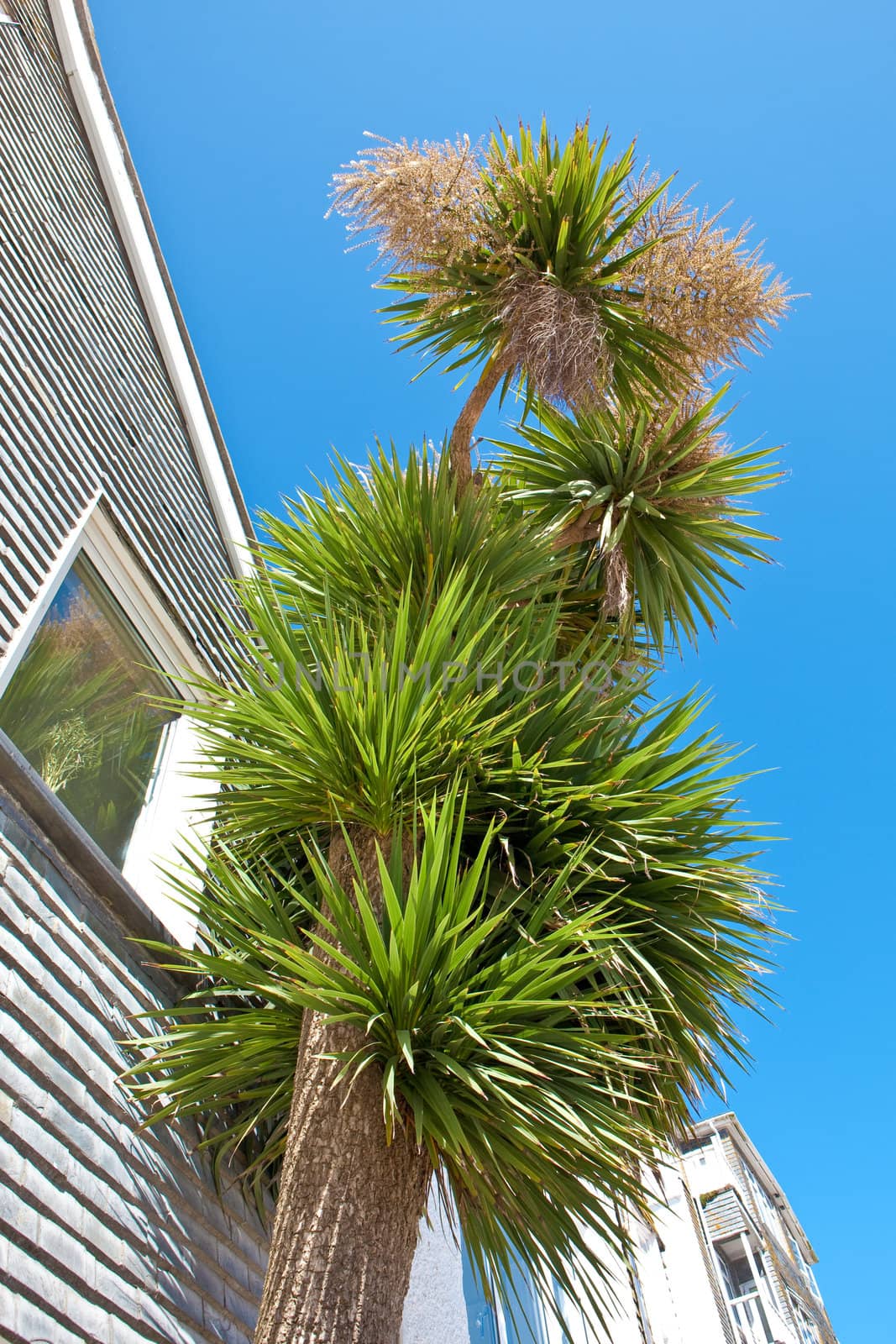 Palm tree against a vibrant blue sky in St Ives, Cornwall by trgowanlock