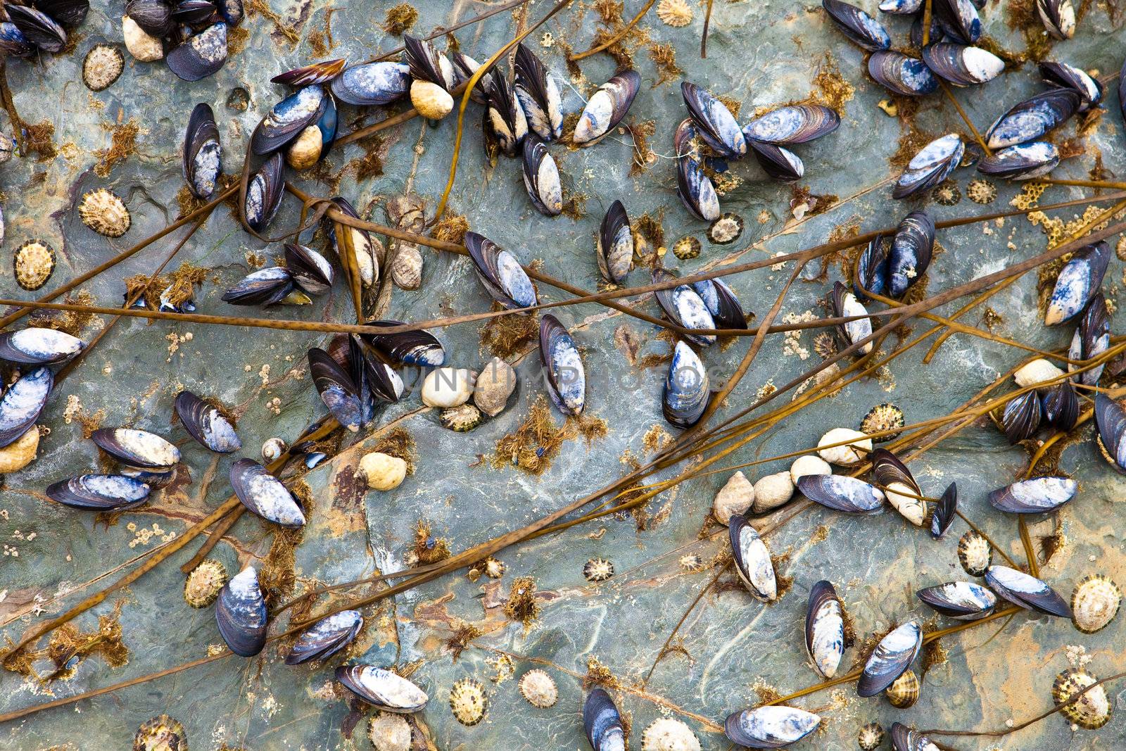 Mussles and barnacles on a rock in England