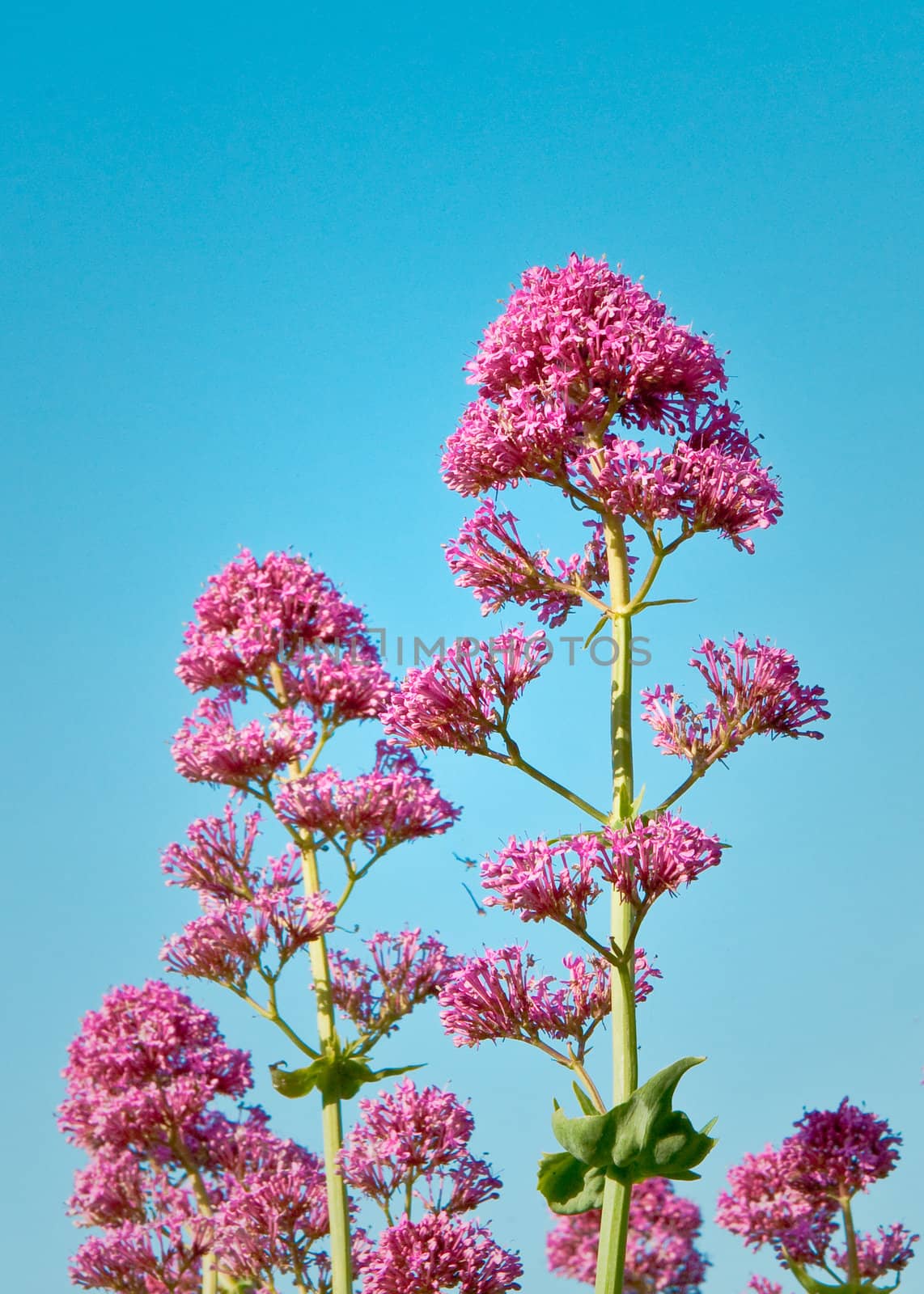 Purple spring plants against a blue sky by trgowanlock