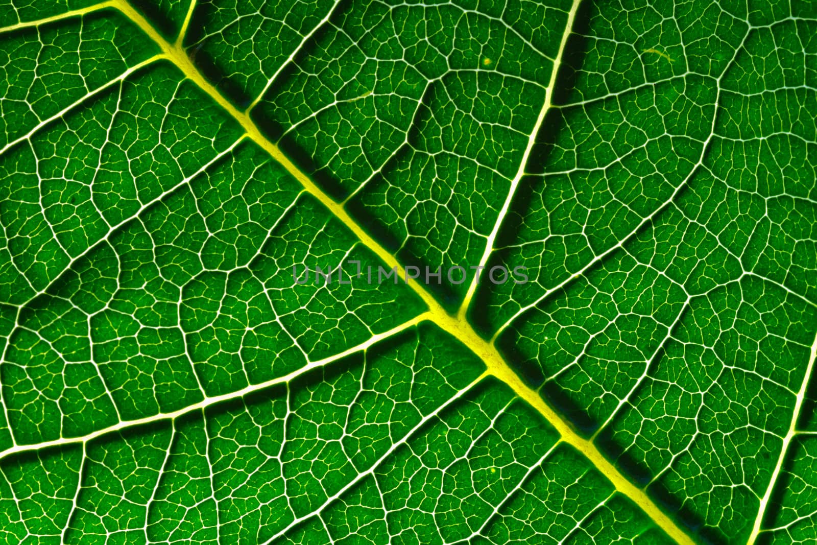 A macro of a leaf texture to back lighting