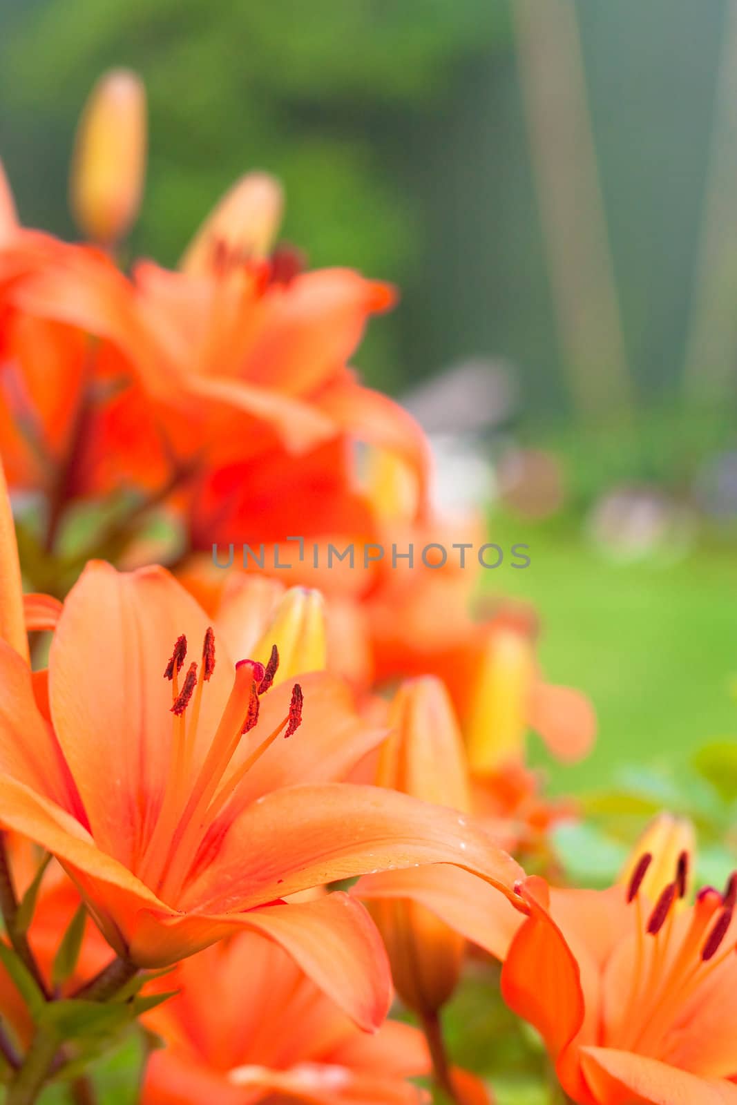 Blooming orange lillies in a garden