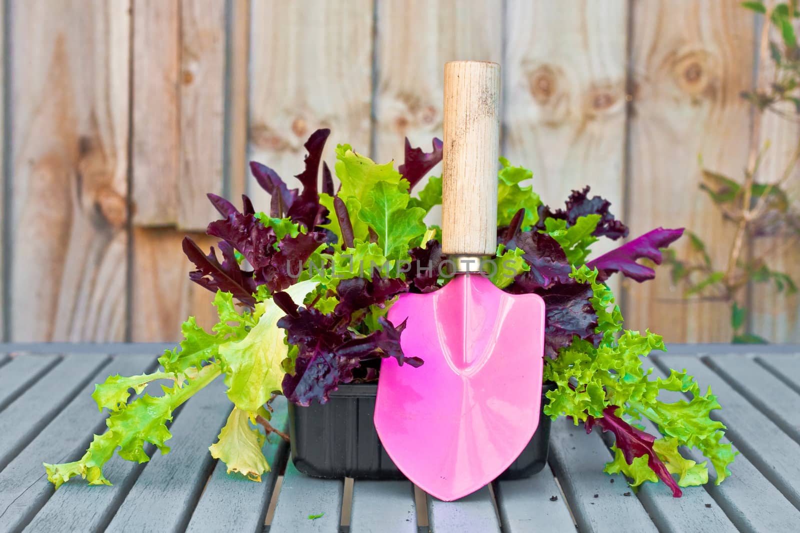 Lettuce and a pink trowel