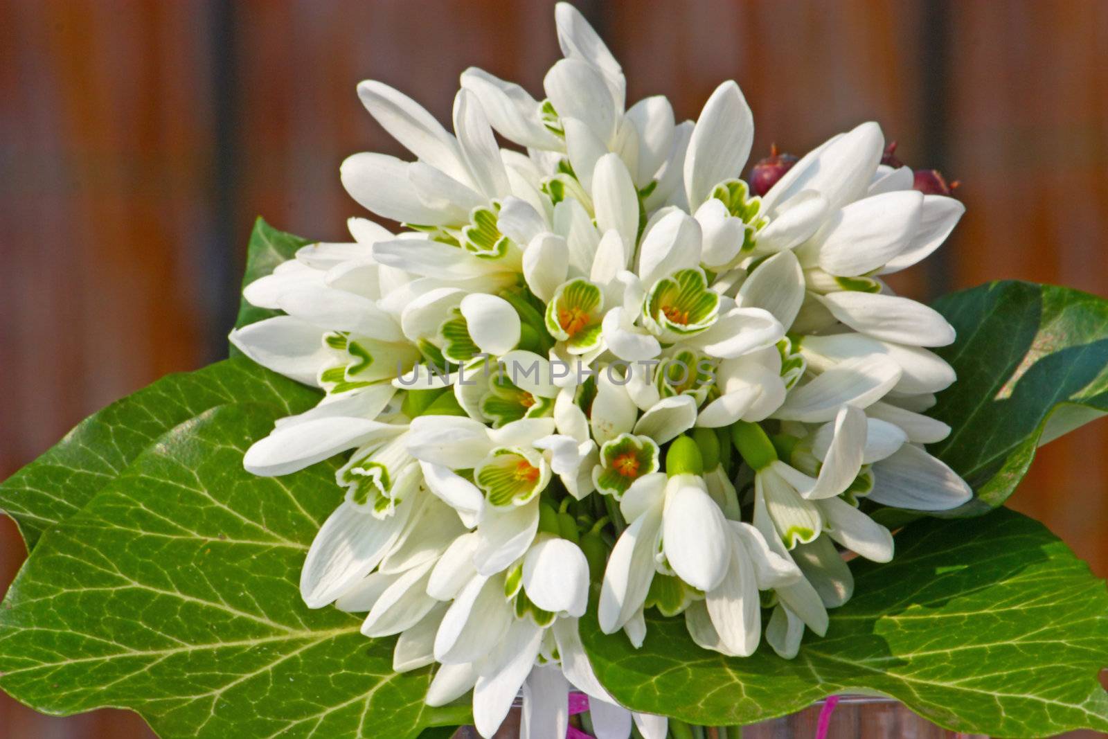 little bouquet of snowdrops with some ivy leaves