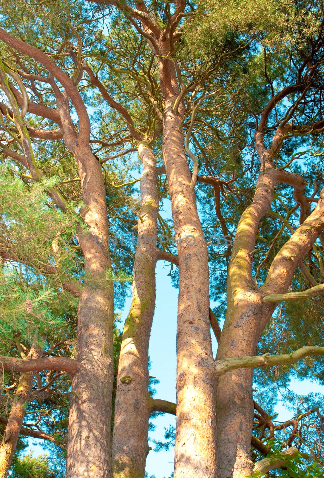 Detailed image of fir tree trunks against a vibrant blue sky